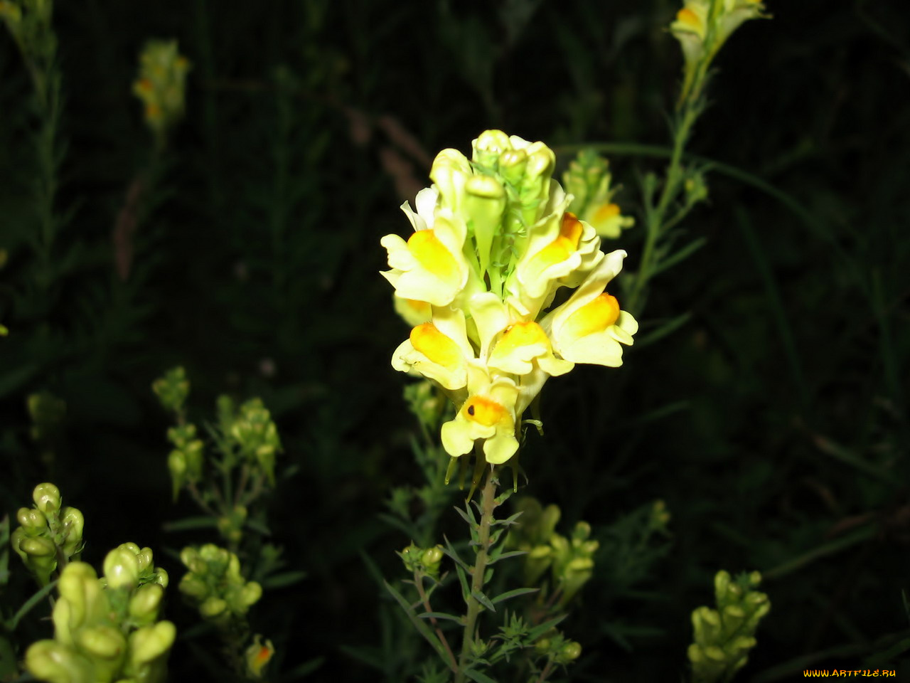 цветы, львиный, зев