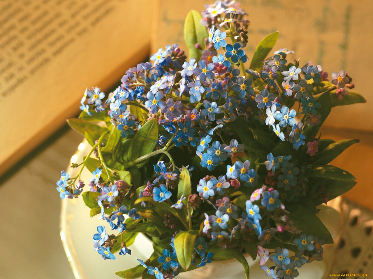 цветы, незабудки