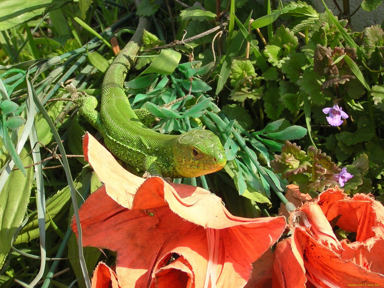 животные, Ящерицы, игуаны, вараны