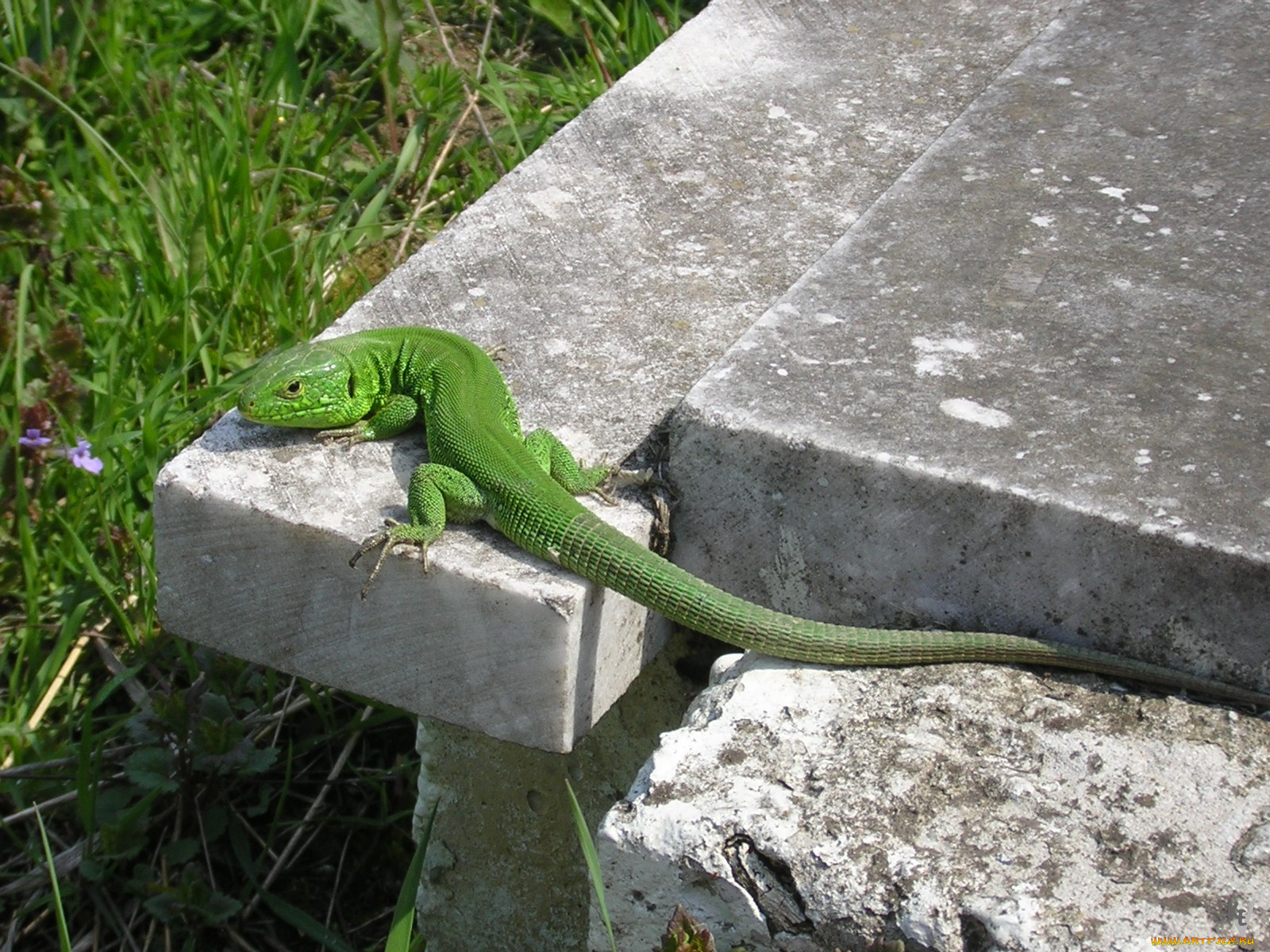 животные, Ящерицы, игуаны, вараны