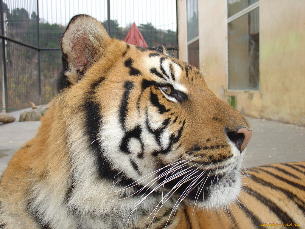 животные, тигры