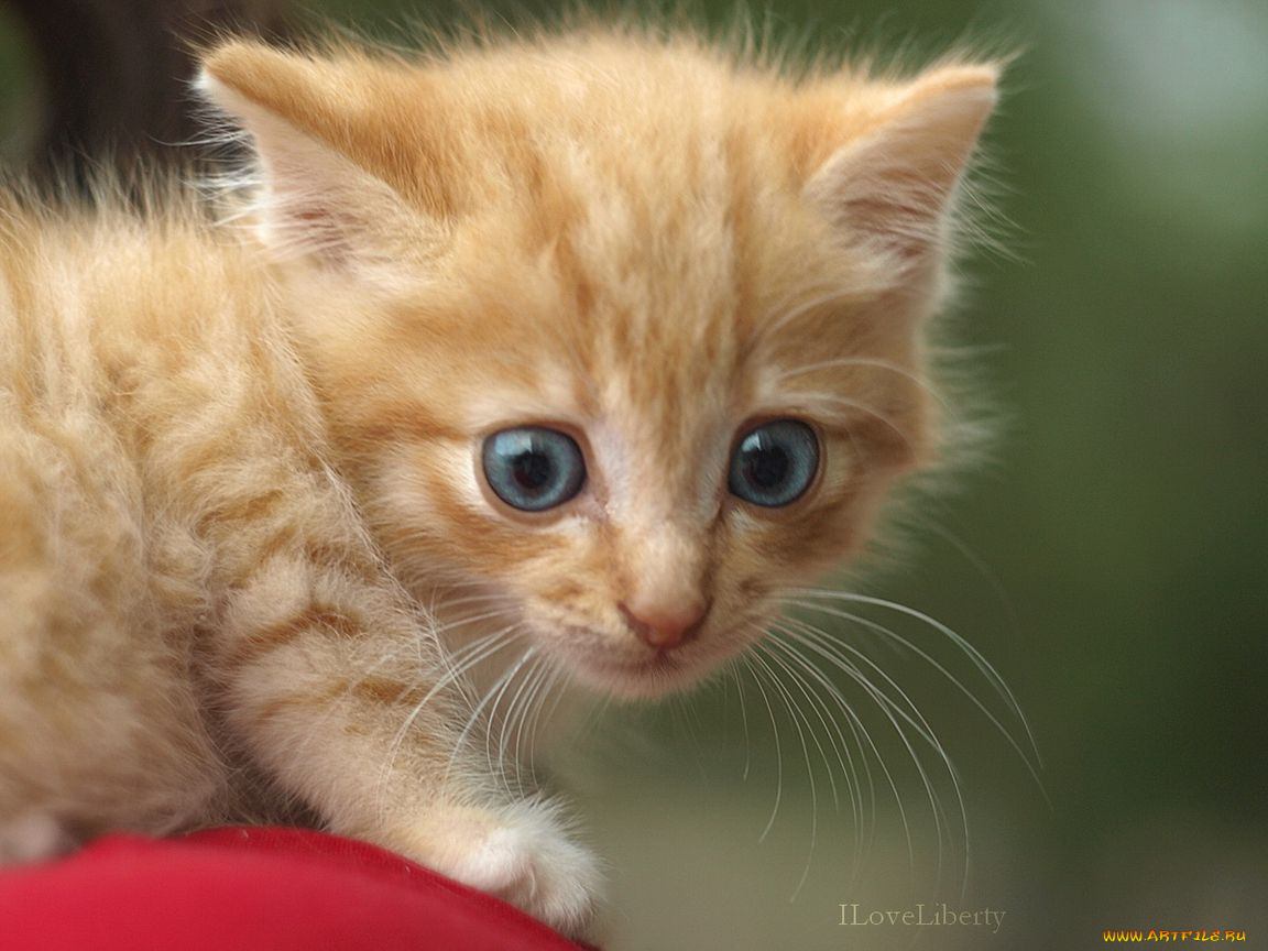 животные, коты