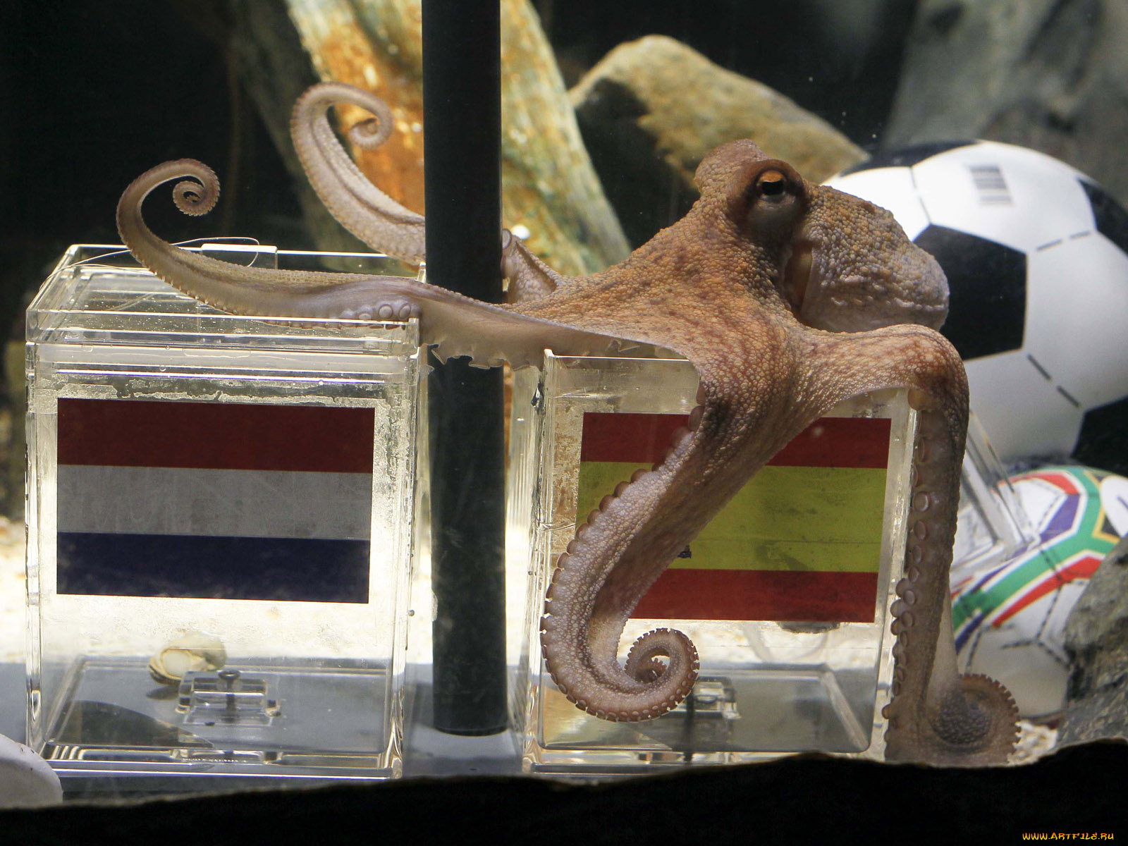 животные, морская, фауна