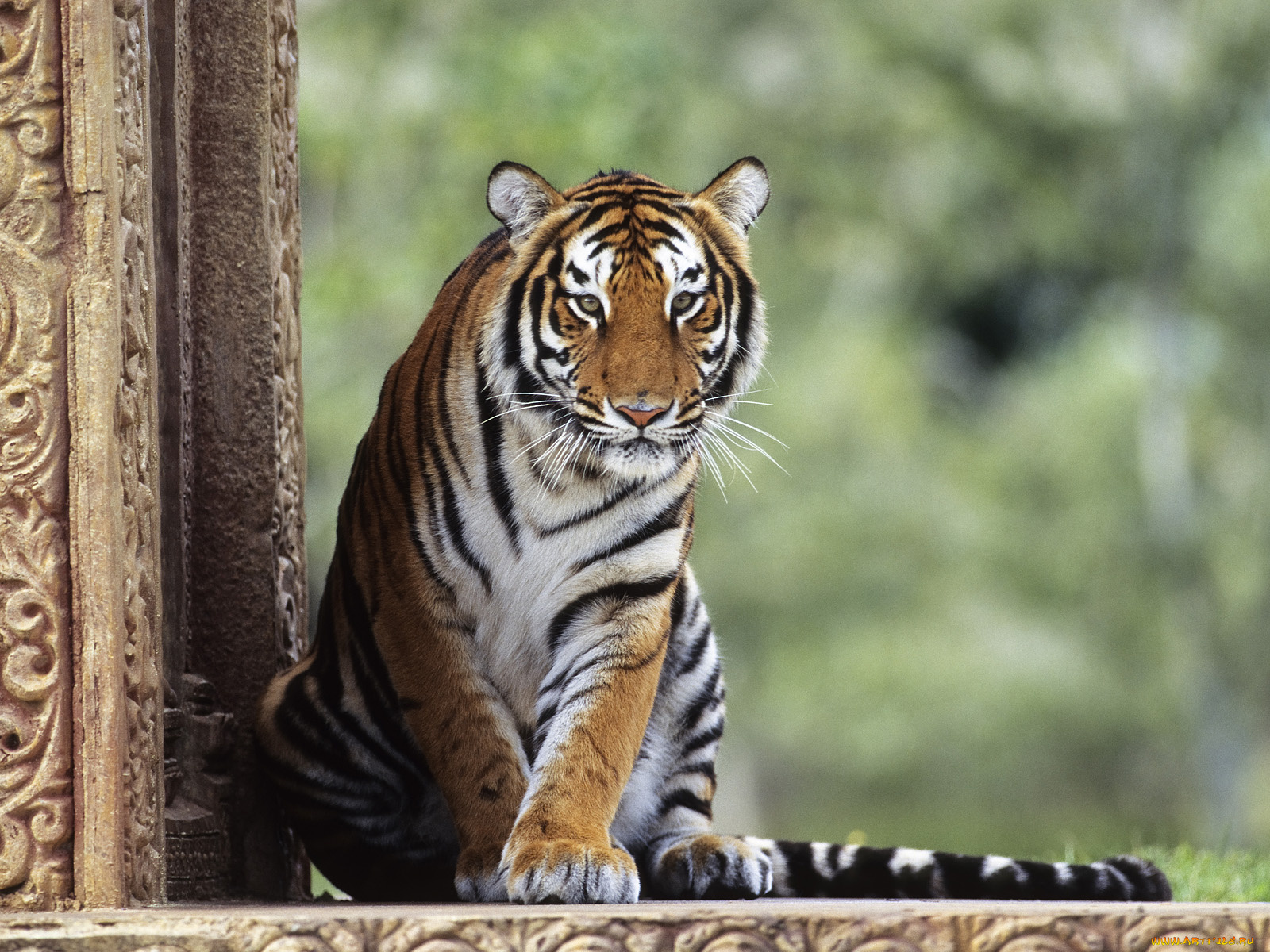 животные, тигры