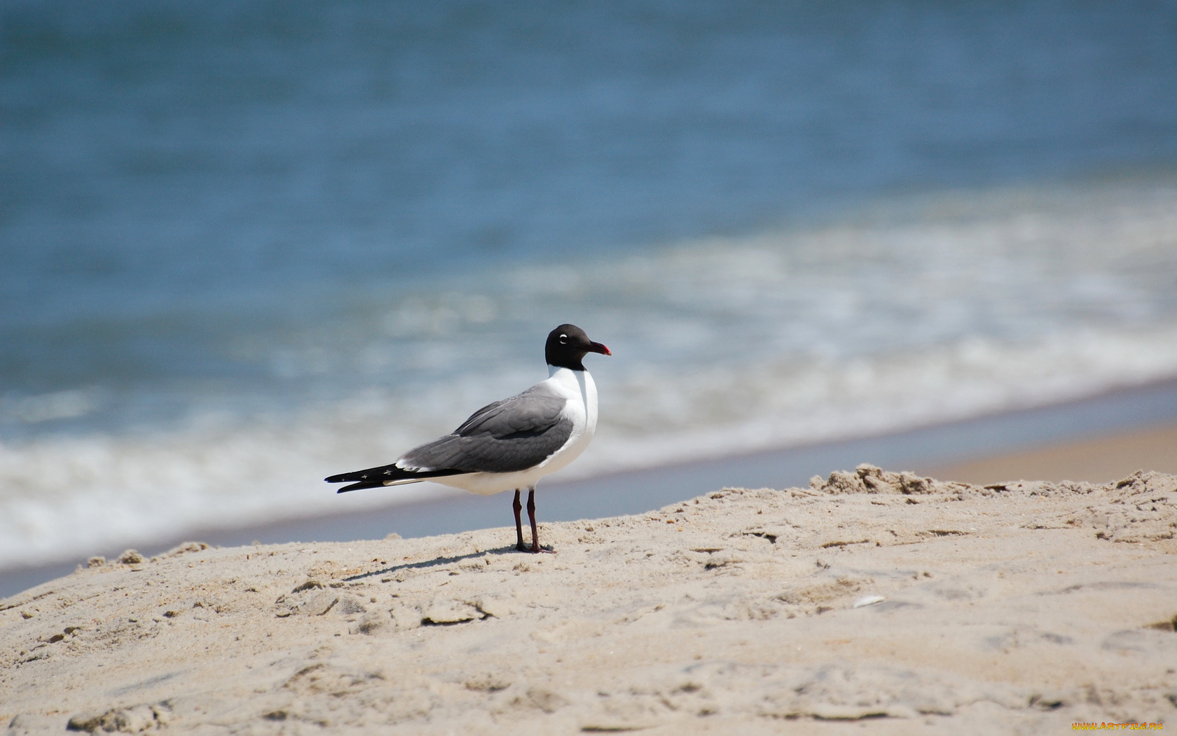 животные, Чайки, бакланы, крачки