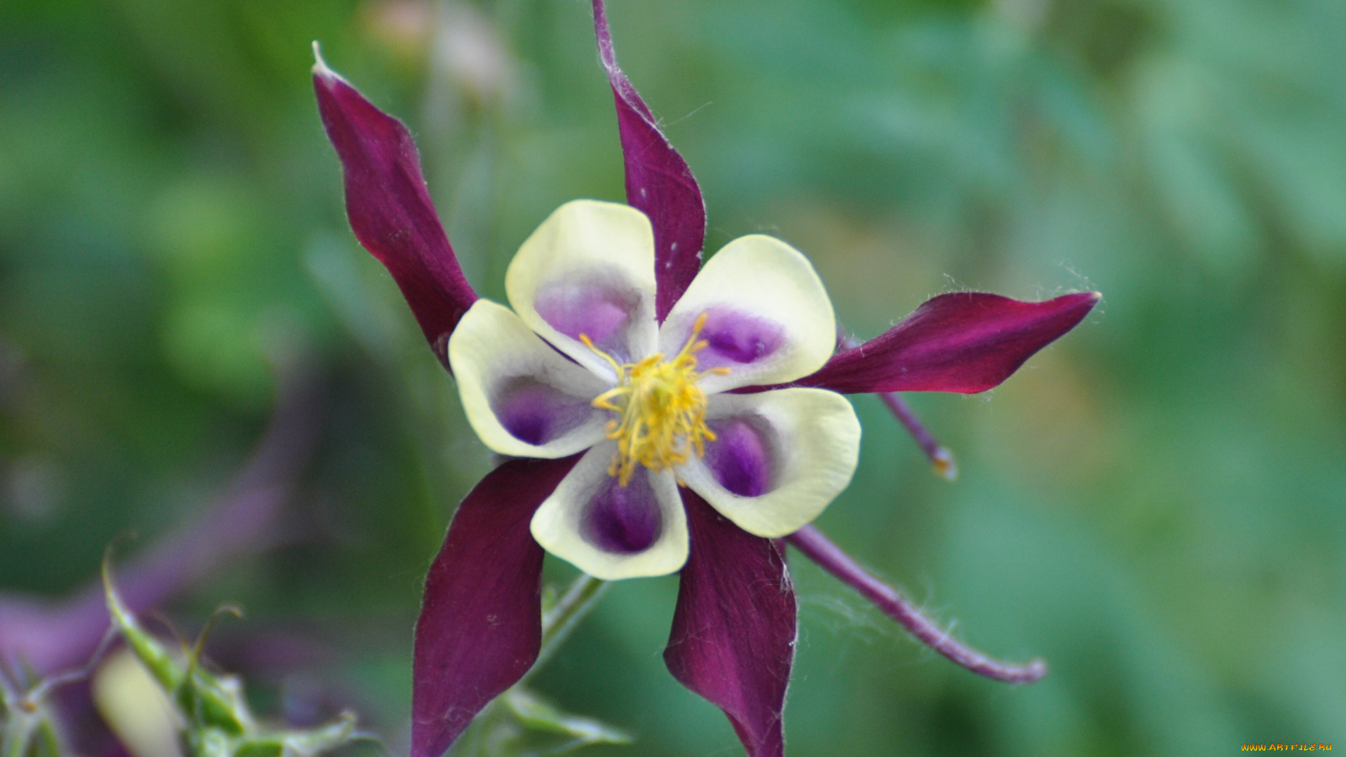 цветы, аквилегия, водосбор
