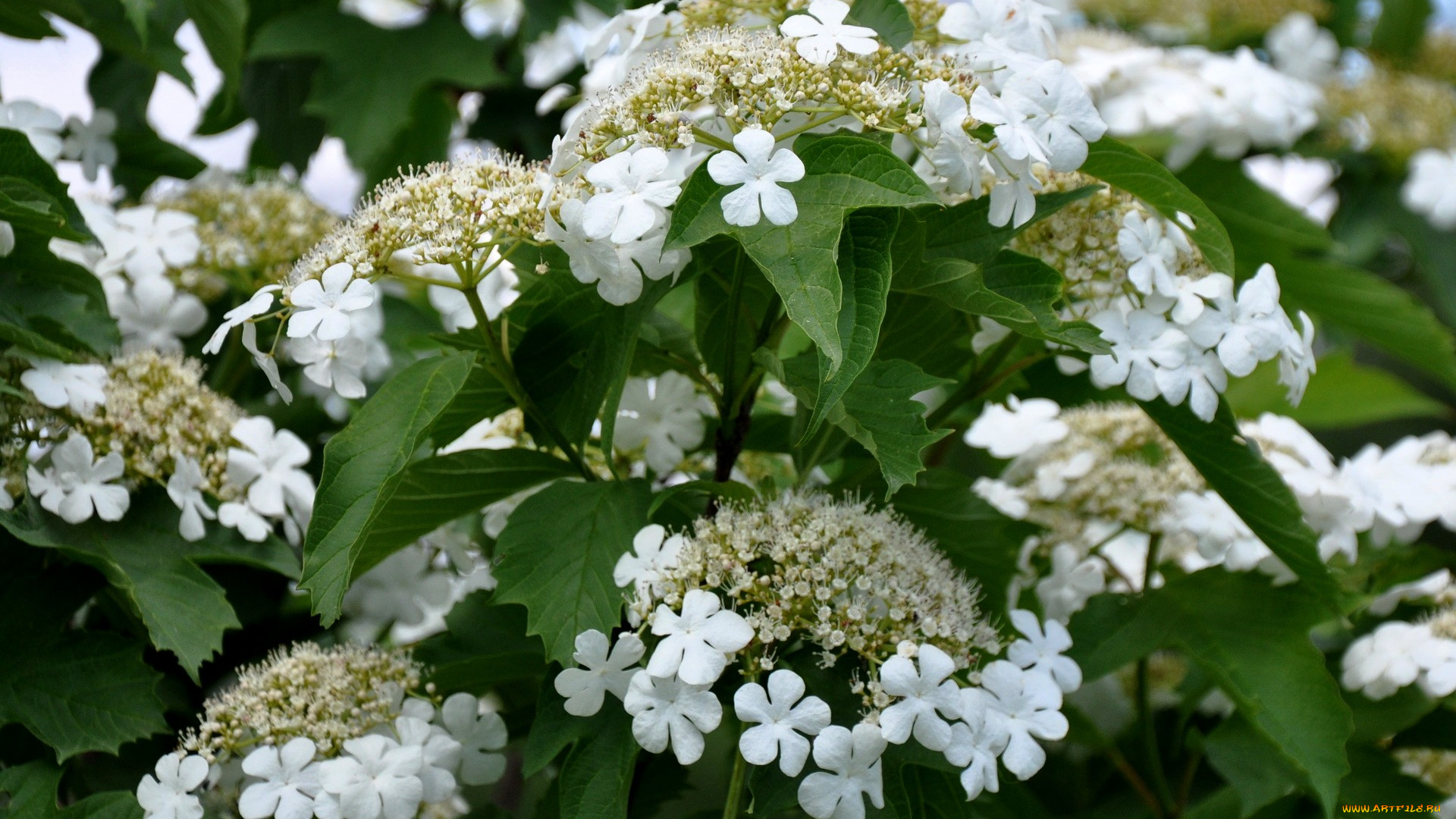 цветы, цветущие, деревья, кустарники