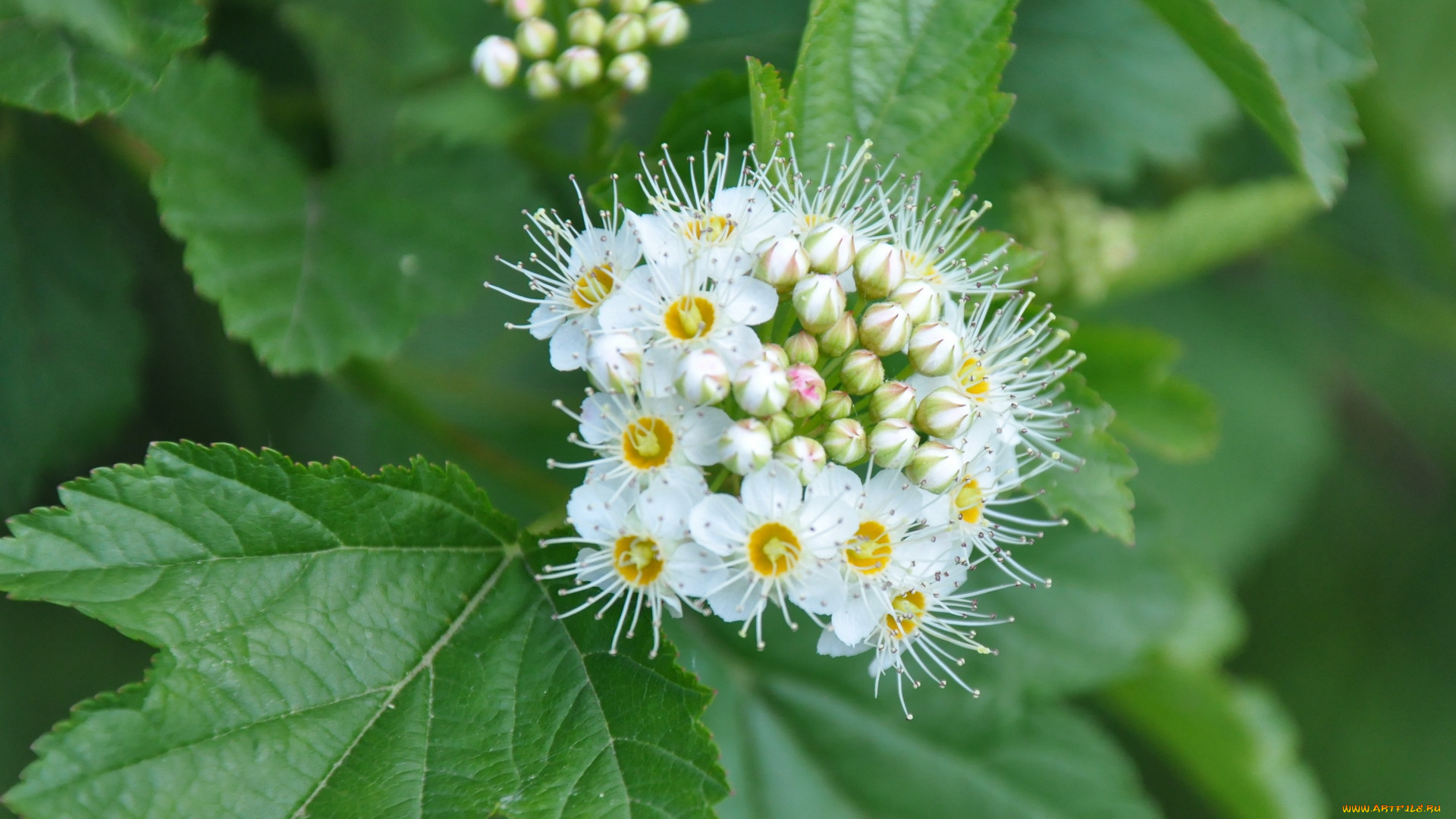 цветы, цветущие, деревья, кустарники