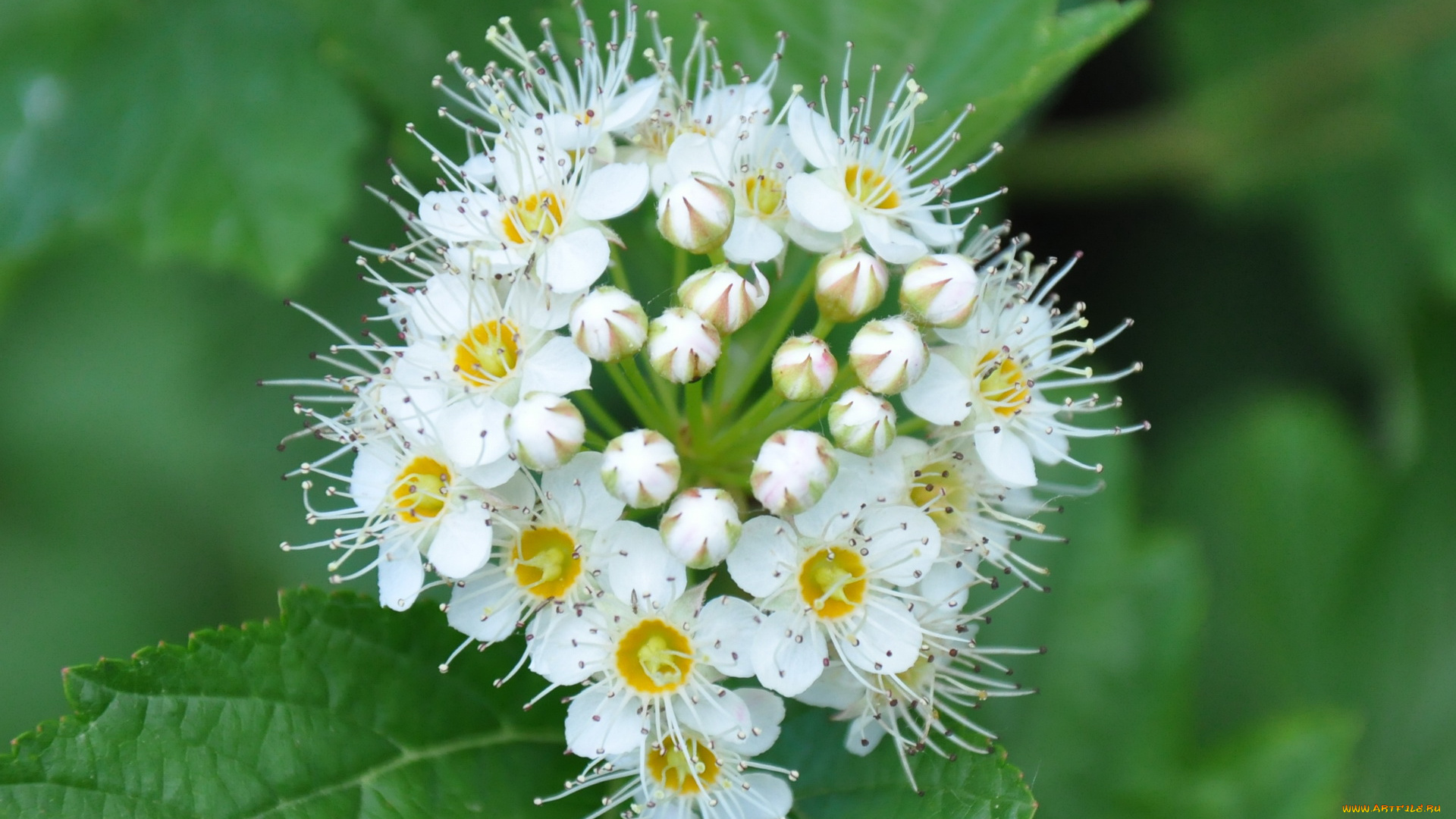 цветы, цветущие, деревья, кустарники