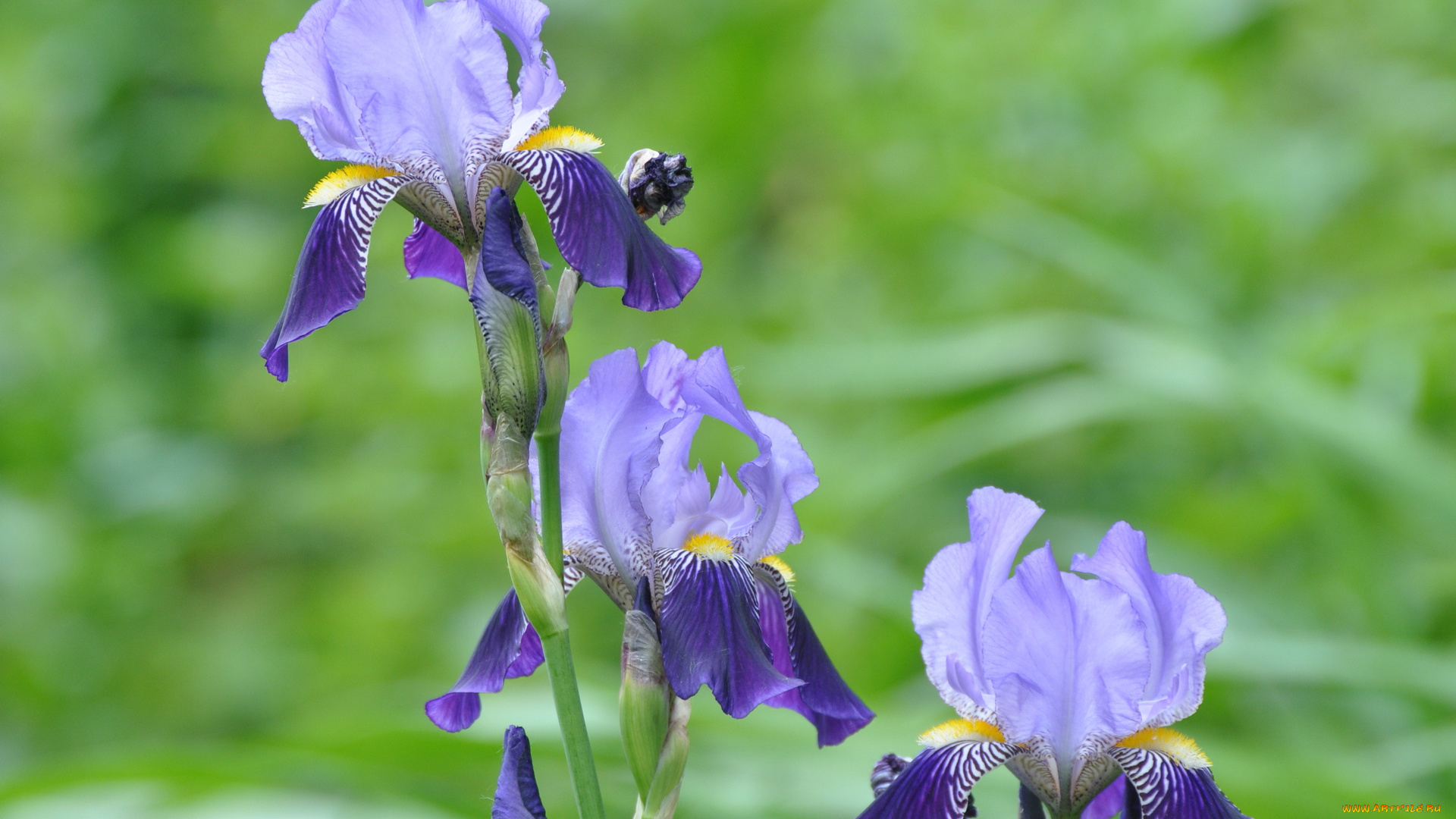 цветы, ирисы