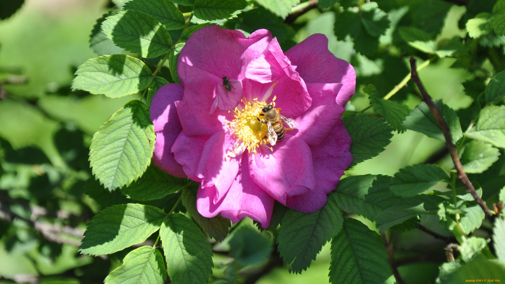 цветы, шиповник