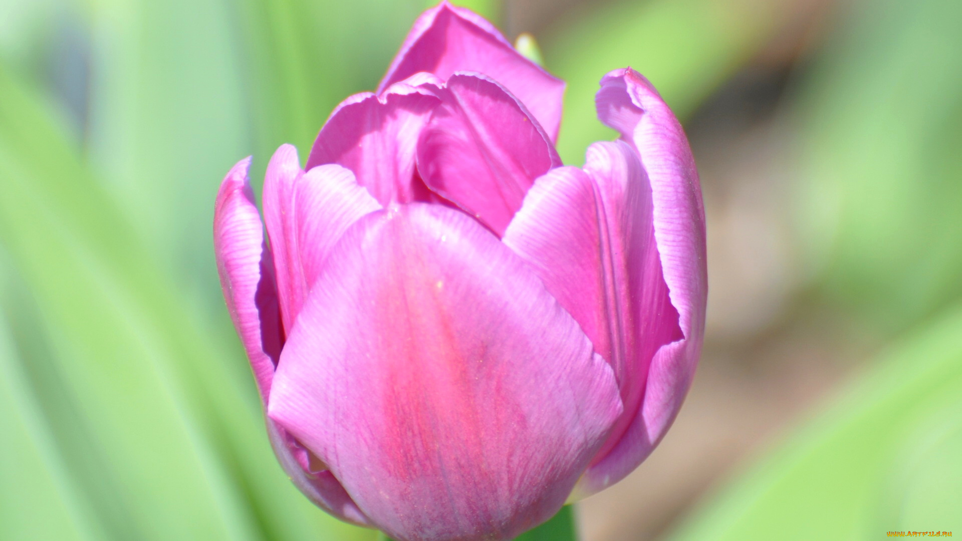 цветы, тюльпаны