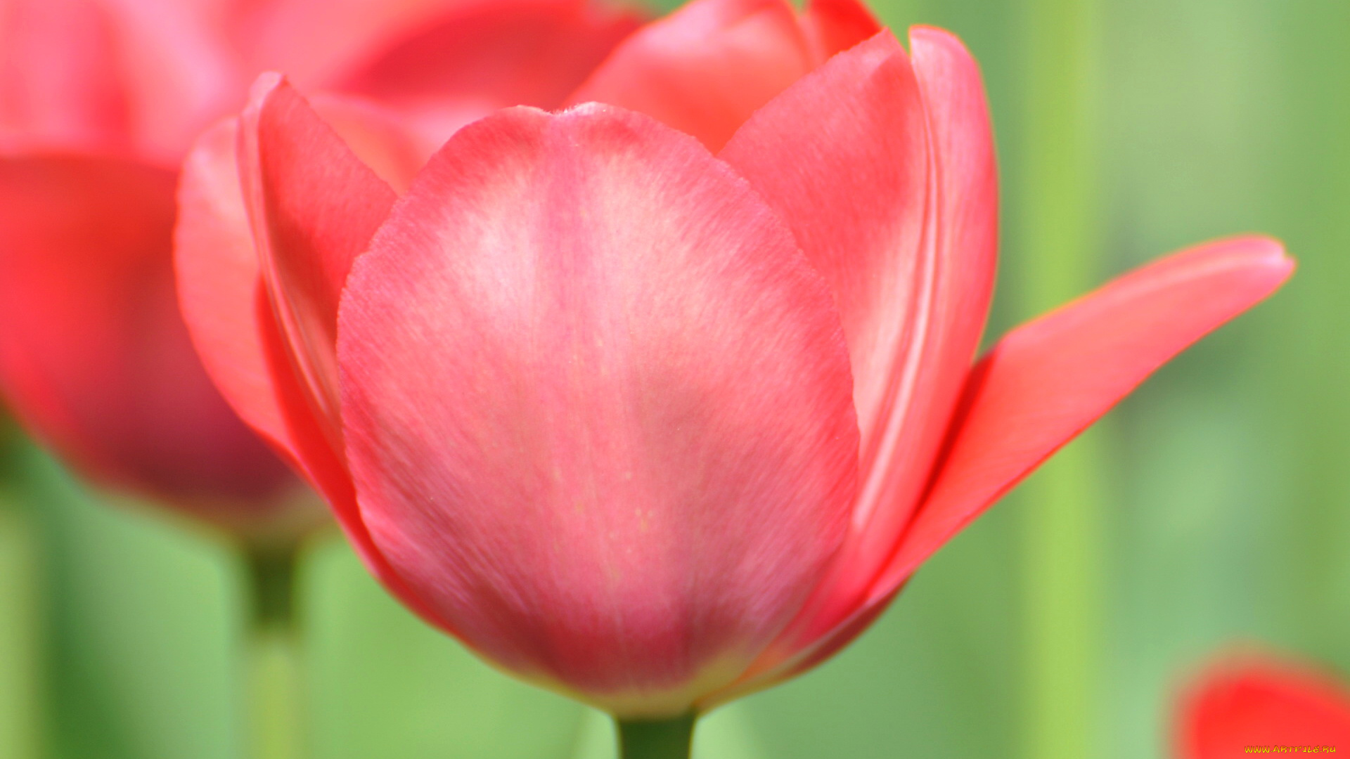 цветы, тюльпаны