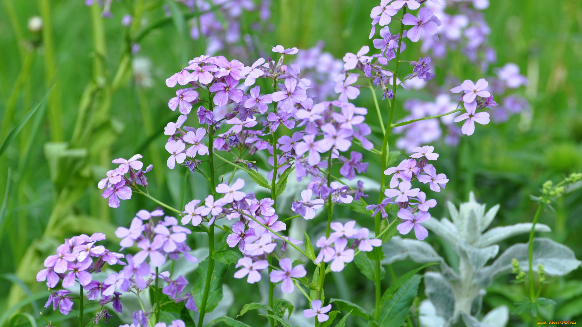 матиола, цветы, левкой