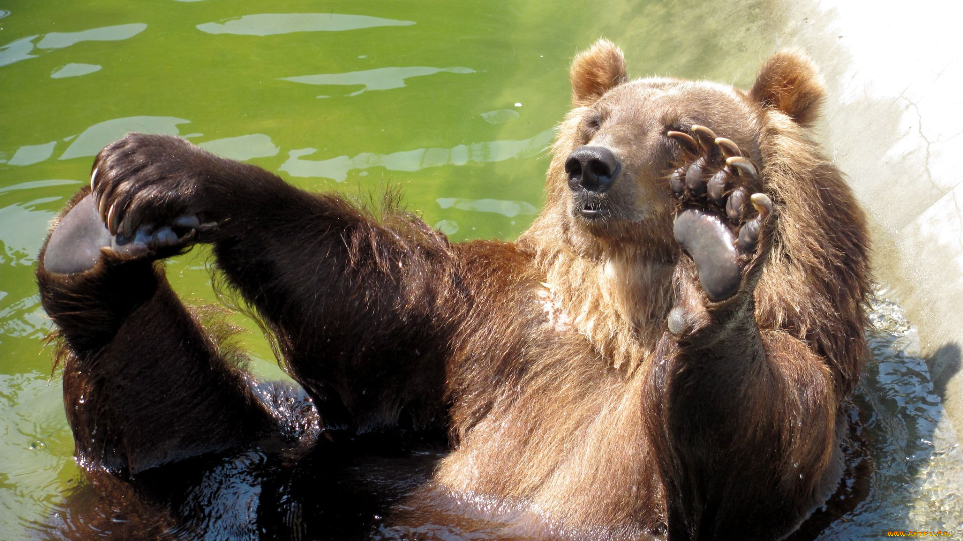 животные, медведи