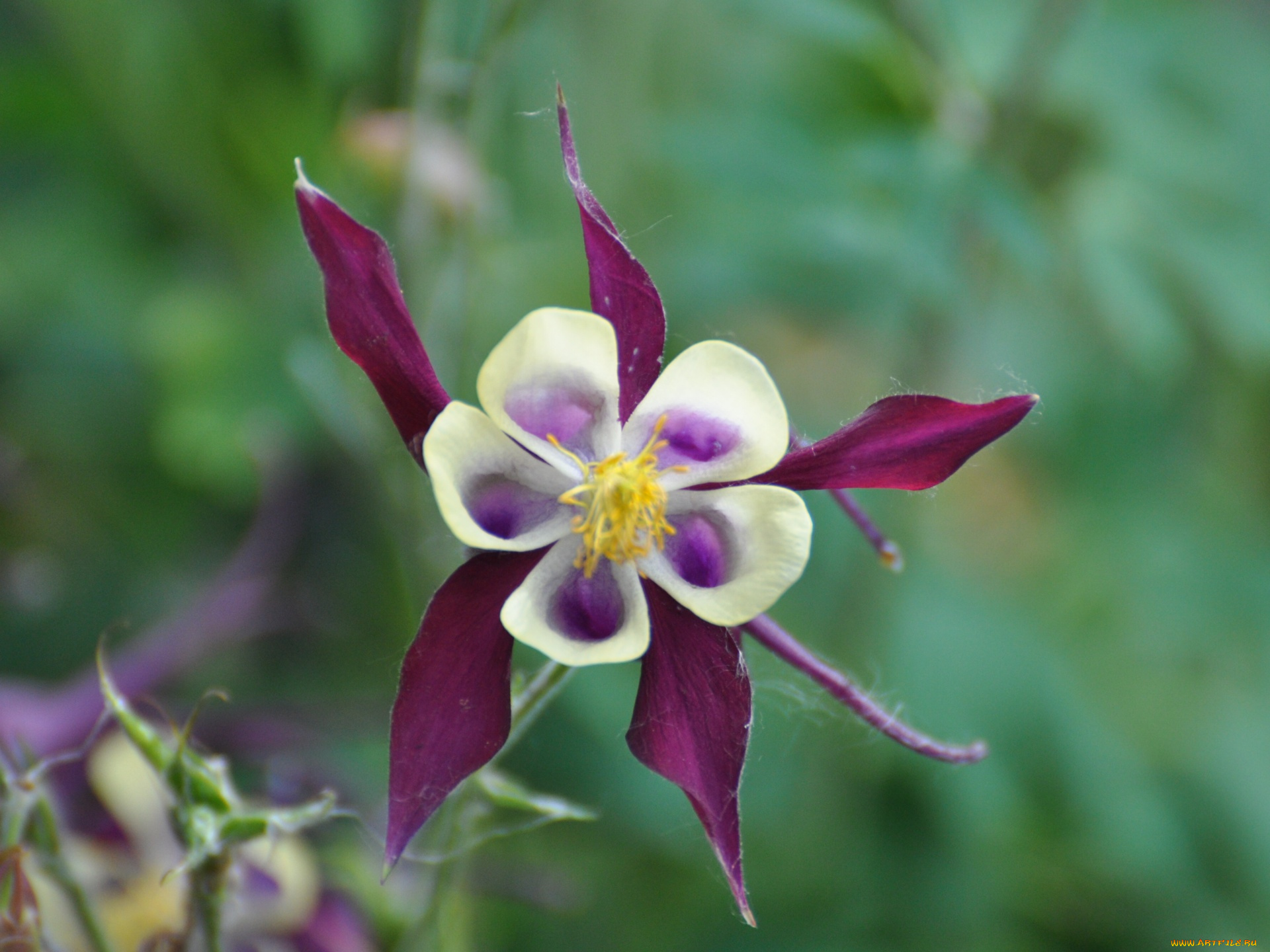 цветы, аквилегия, водосбор