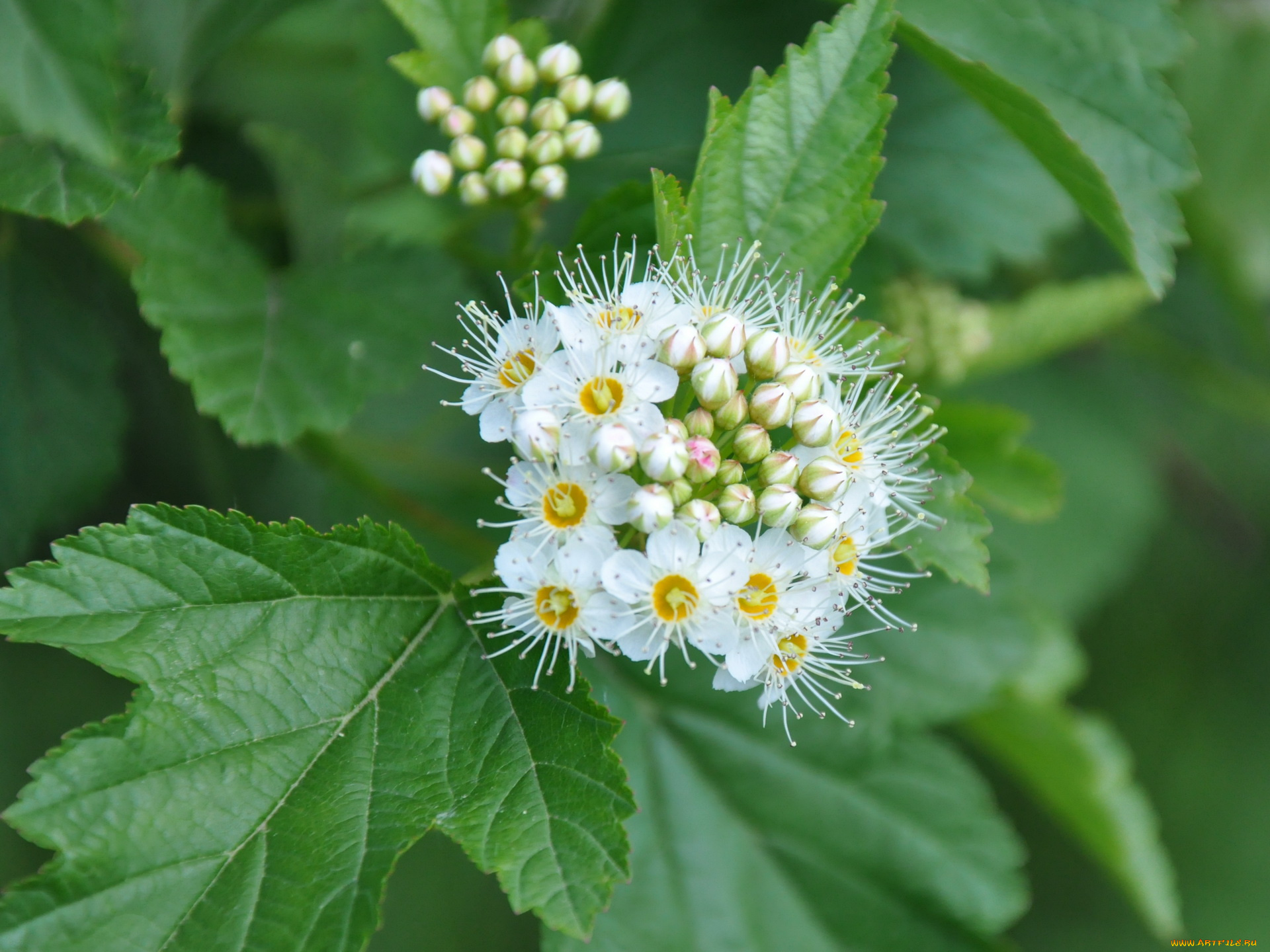 цветы, цветущие, деревья, кустарники