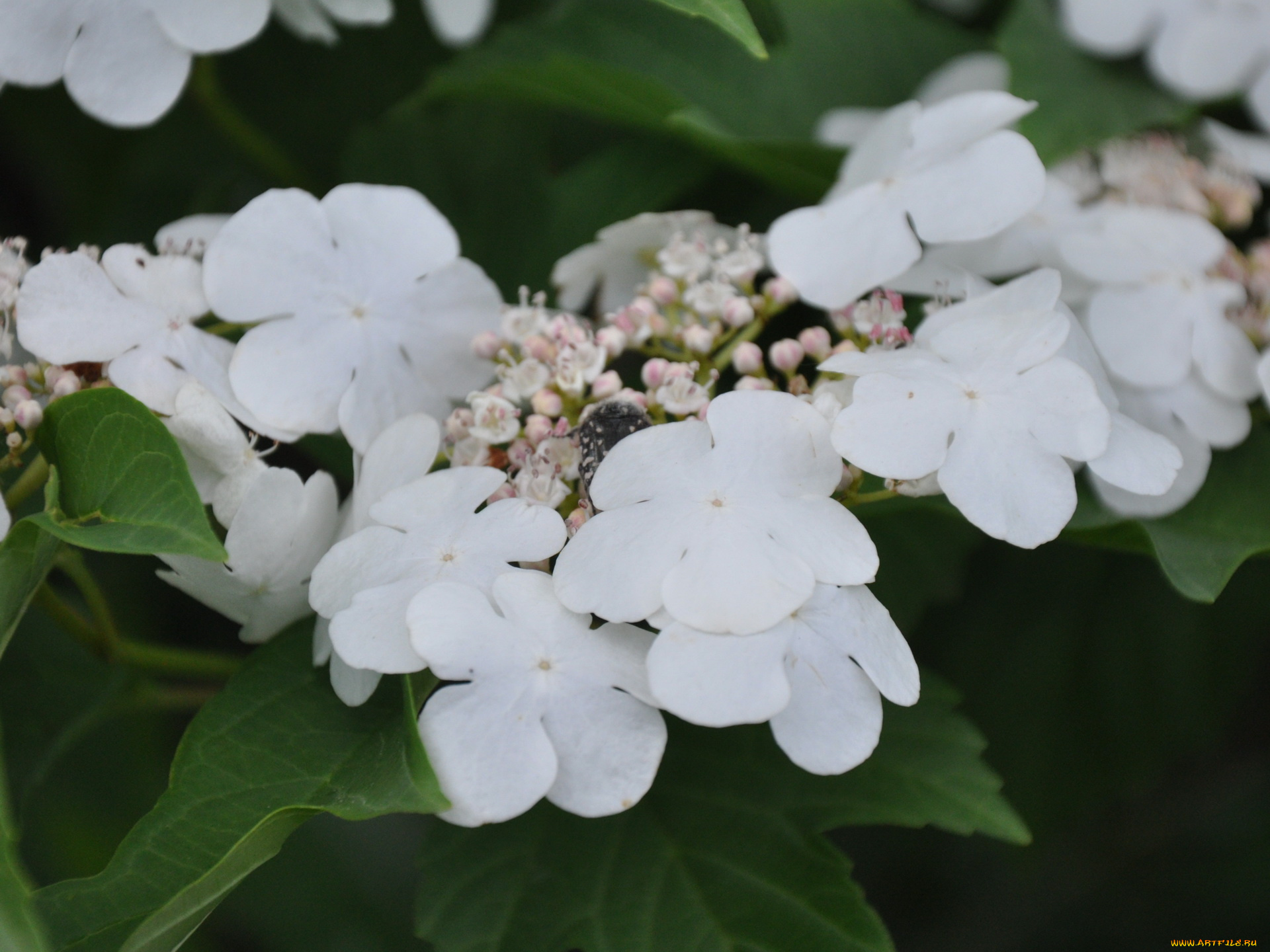 цветы, цветущие, деревья, кустарники