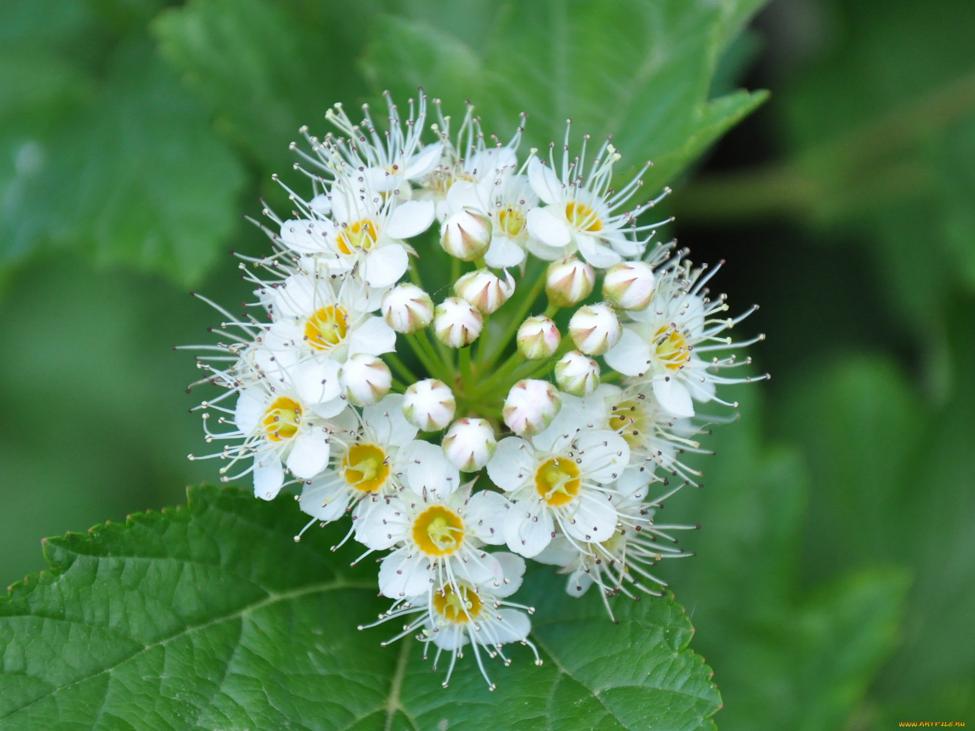 цветы, цветущие, деревья, кустарники