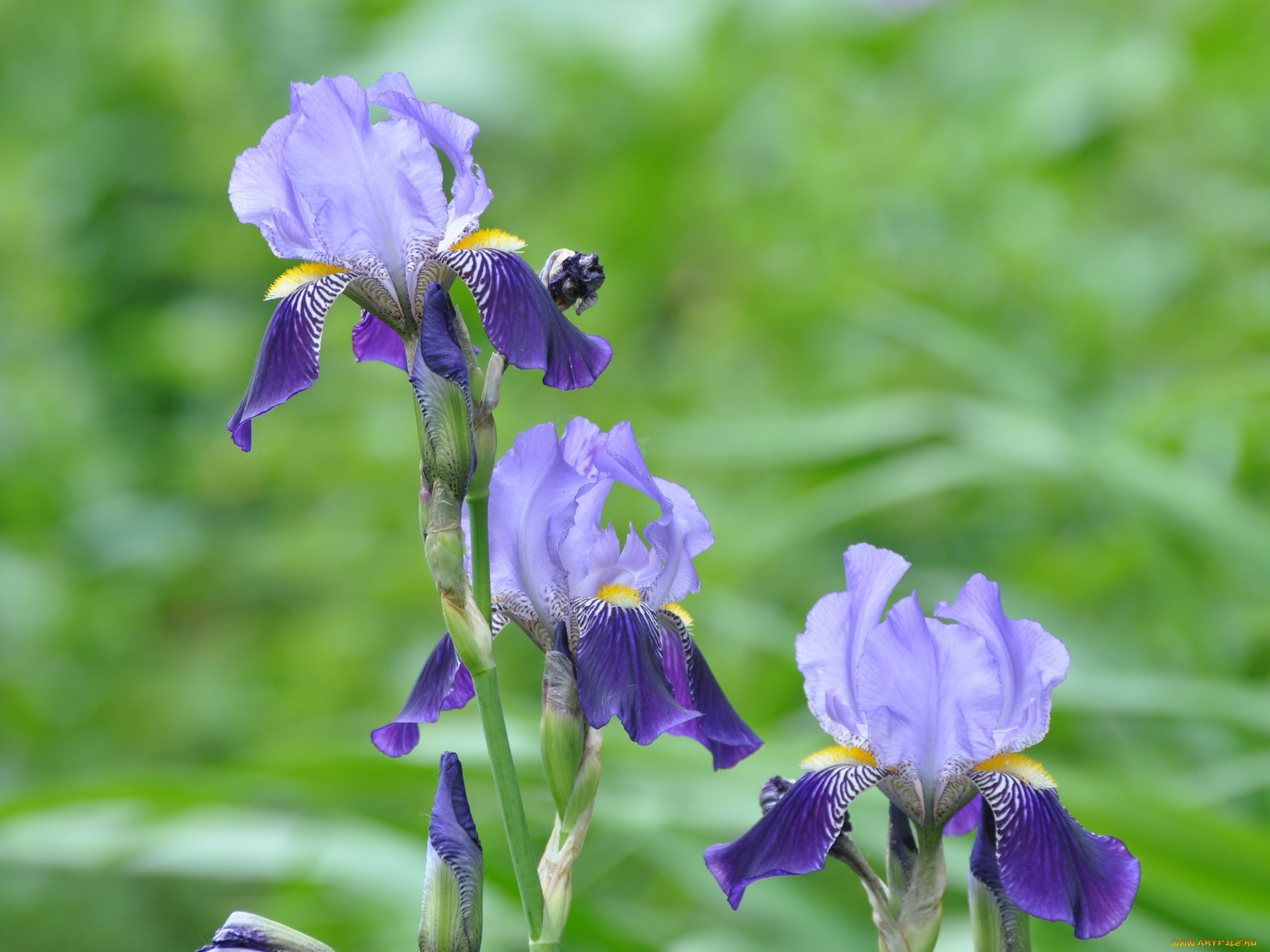 цветы, ирисы