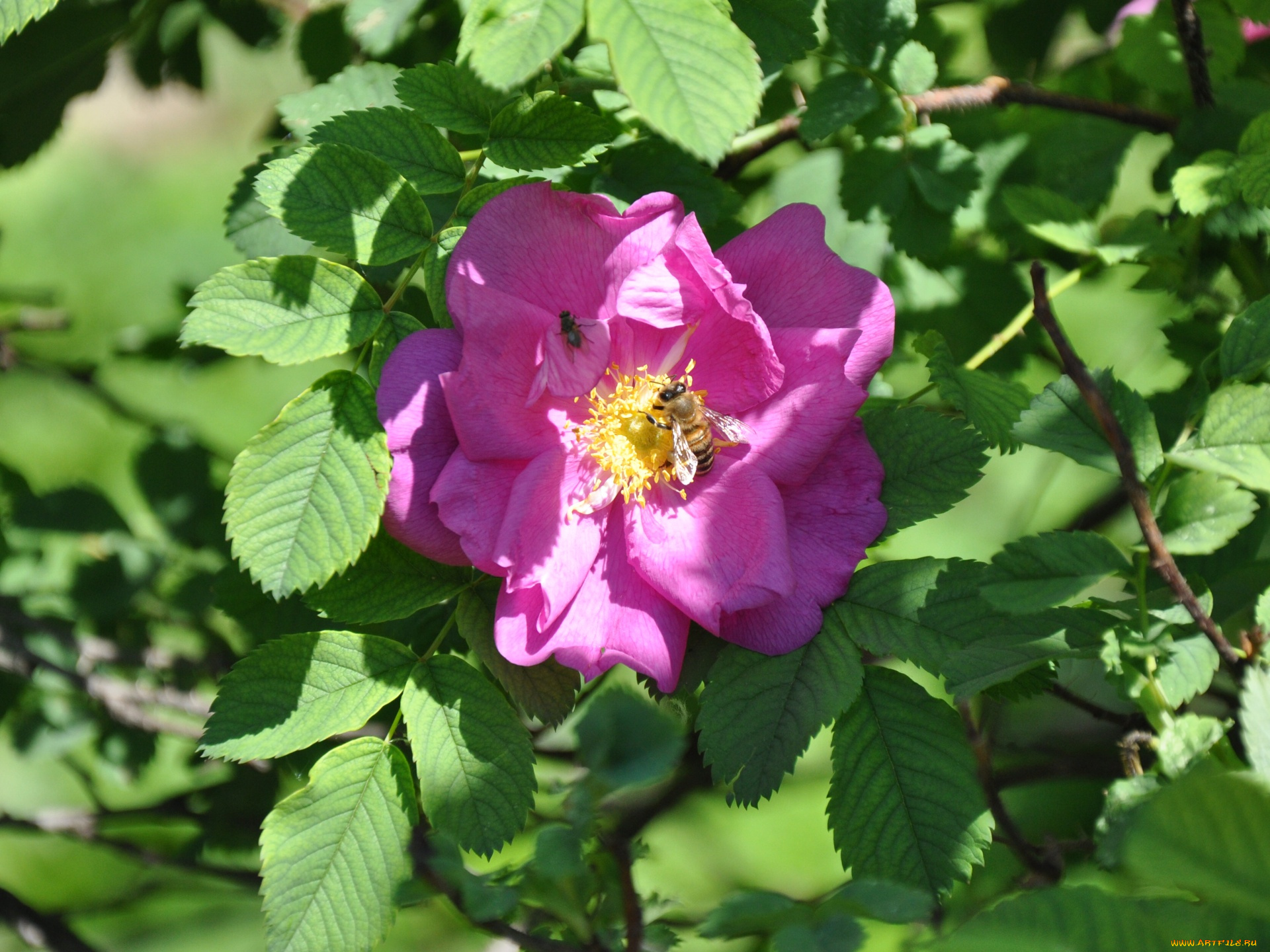 цветы, шиповник