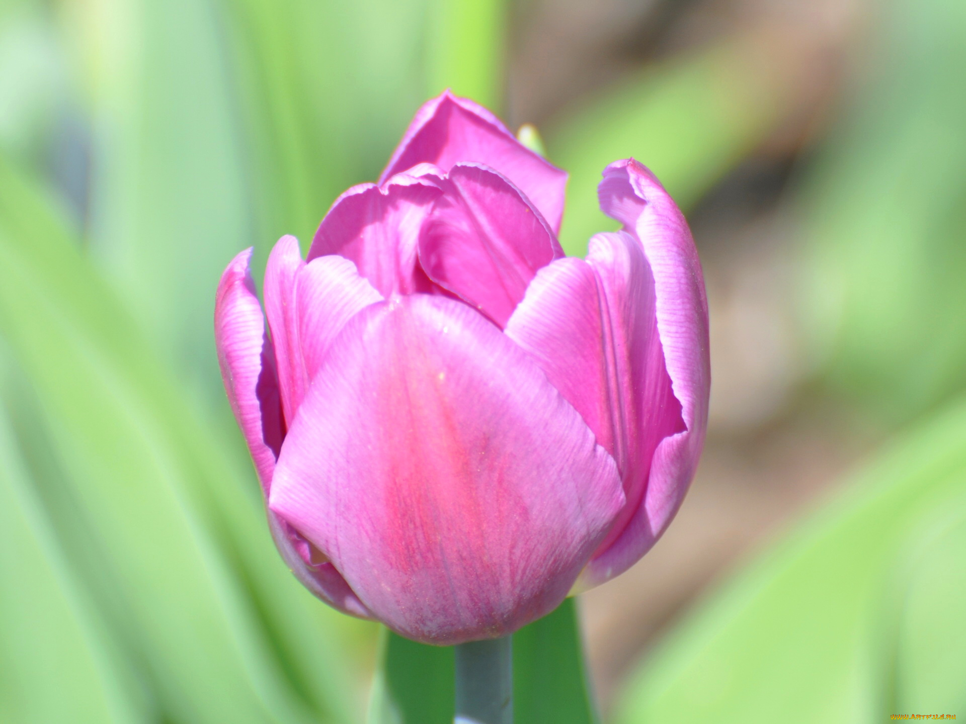 цветы, тюльпаны