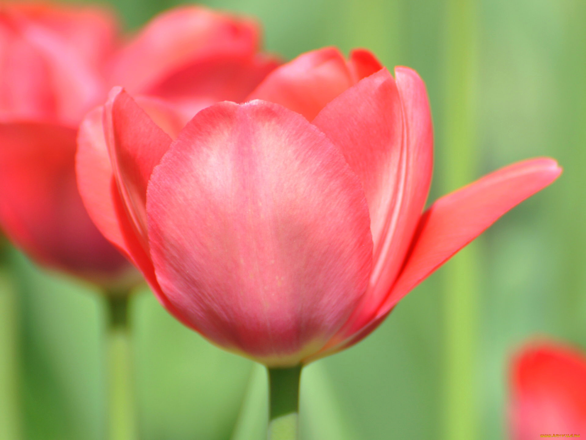 цветы, тюльпаны