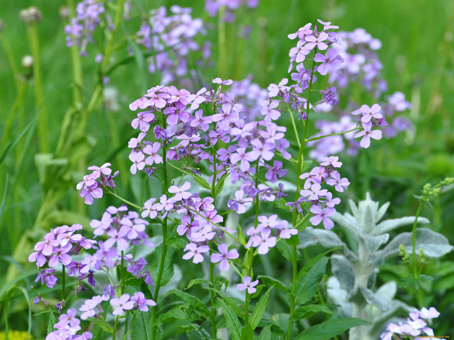 матиола, цветы, левкой