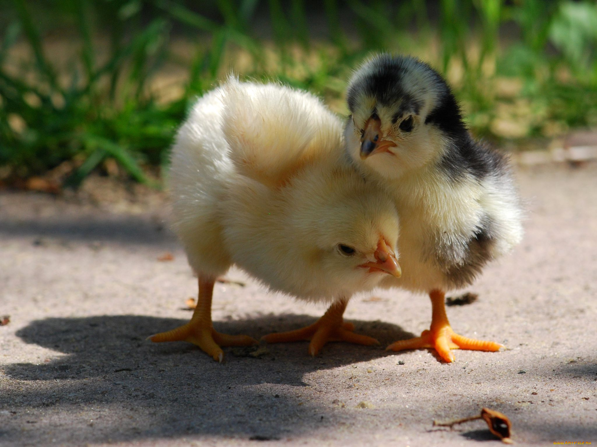 животные, куры, петухи