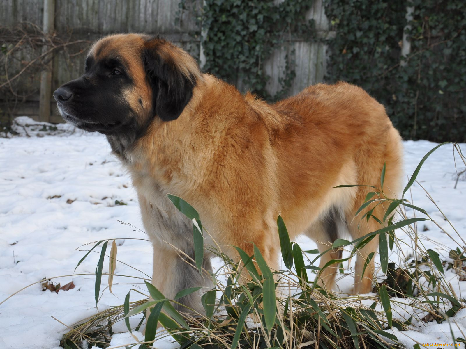 животные, собаки, пес