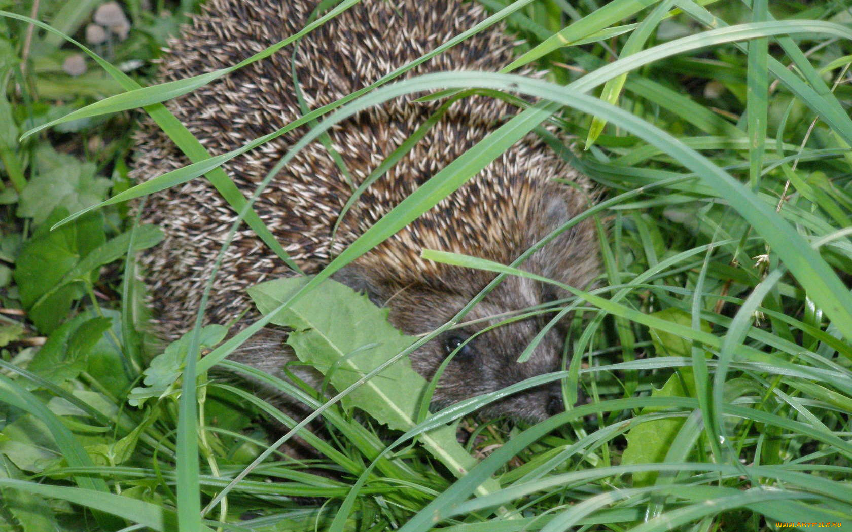животные, ежи, зеленая, трава, колючий