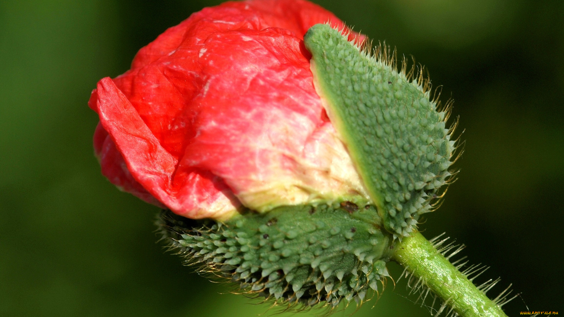 цветы, маки, бутон, красный