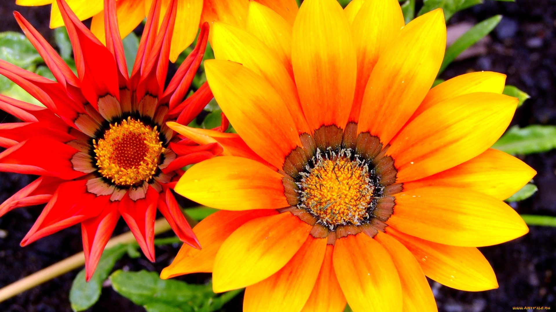 газания, цветы, яркий, оранжевый