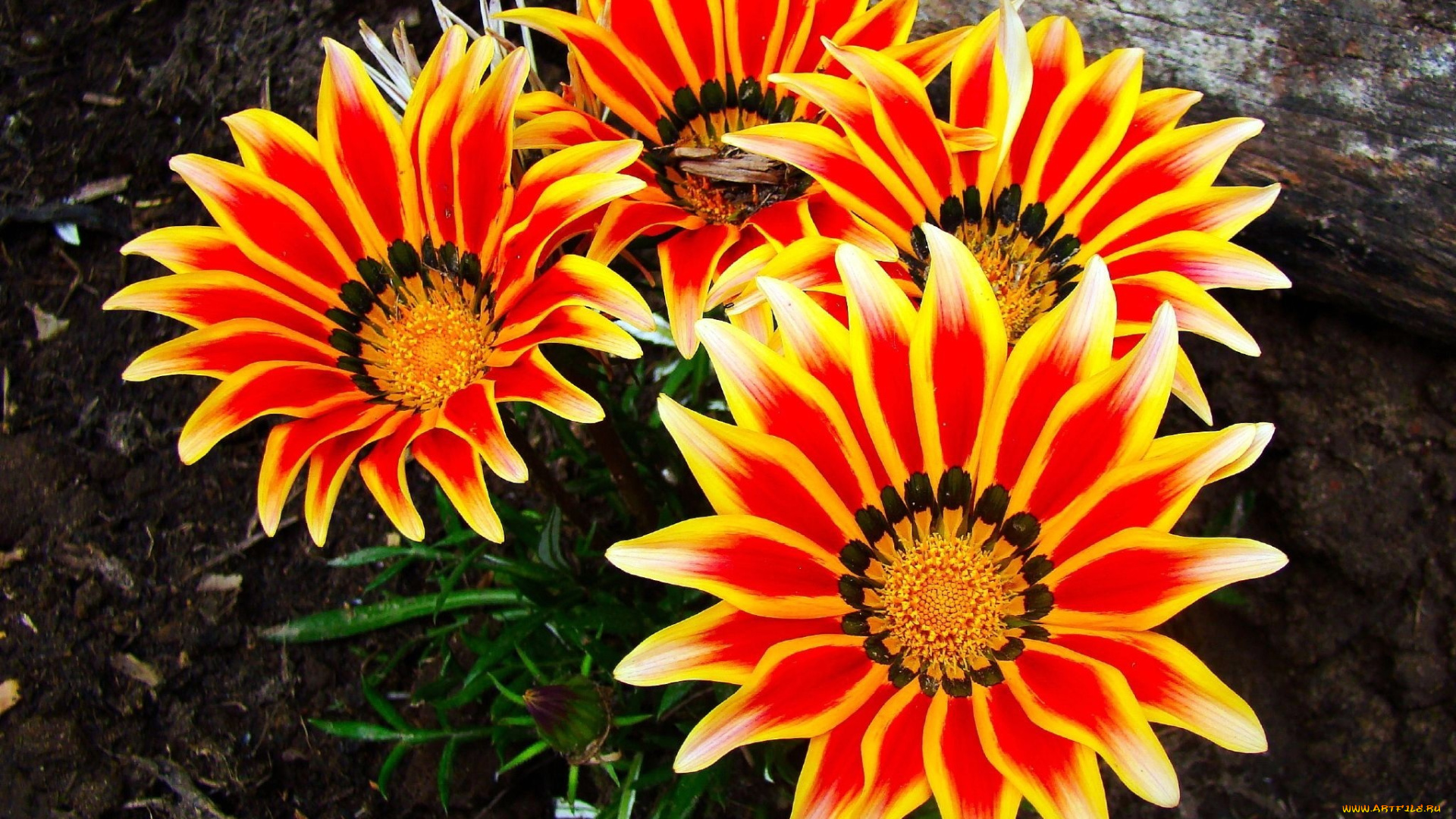 газания, цветы, яркий, оранжевый