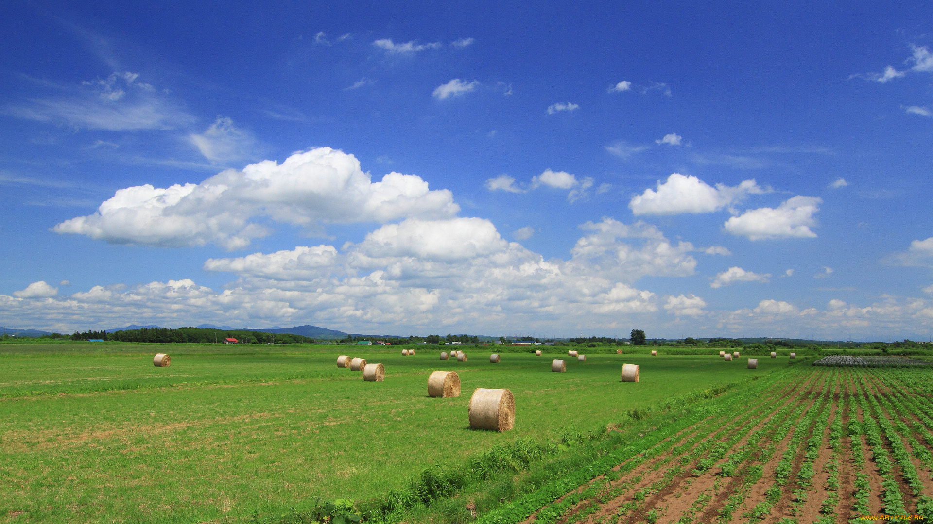 природа, поля, сено, поле