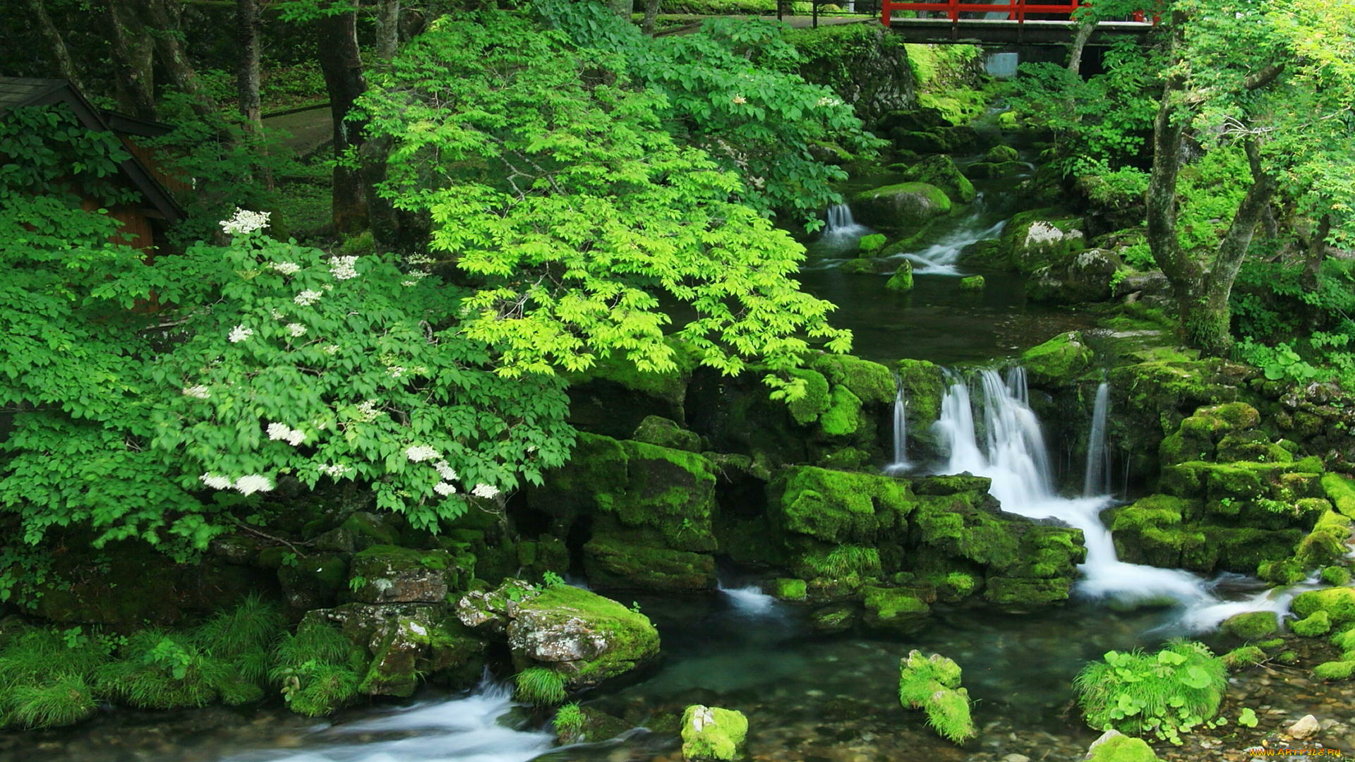 природа, реки, озера, река, деревья