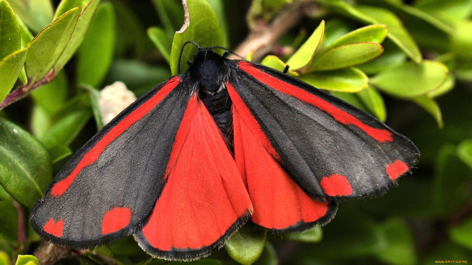животные, бабочки, красный, черный, крылья