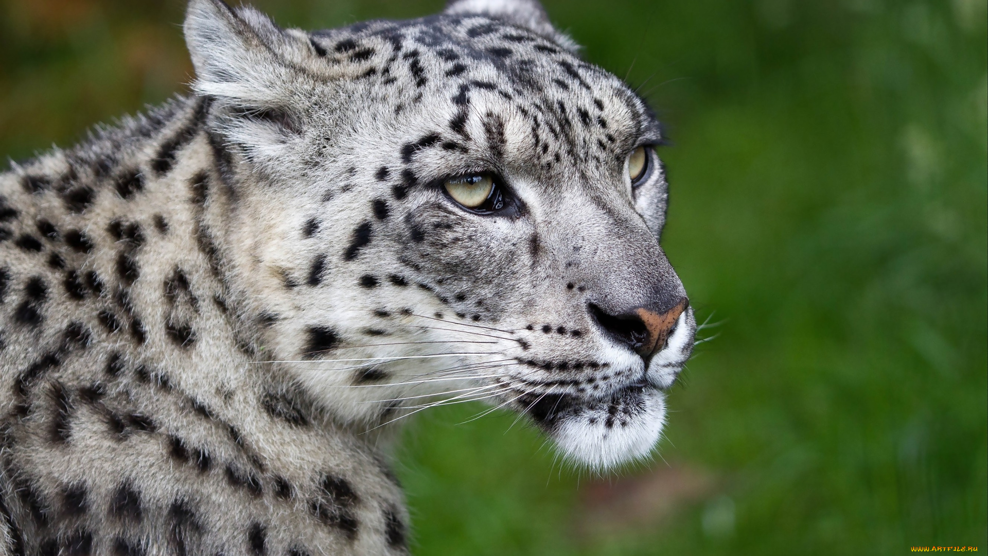 животные, снежный, барс, ирбис, белый, взгляд