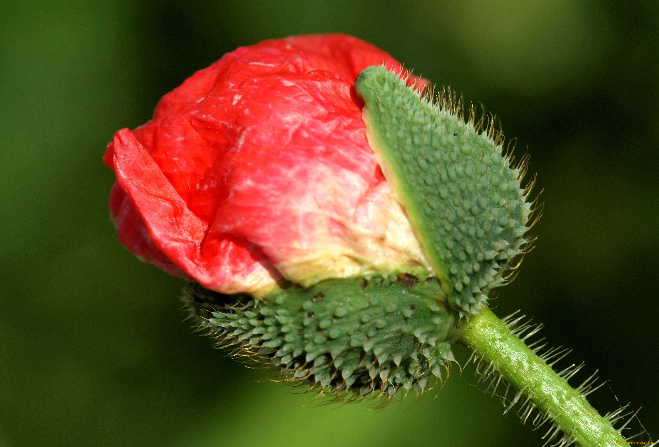 цветы, маки, бутон, красный