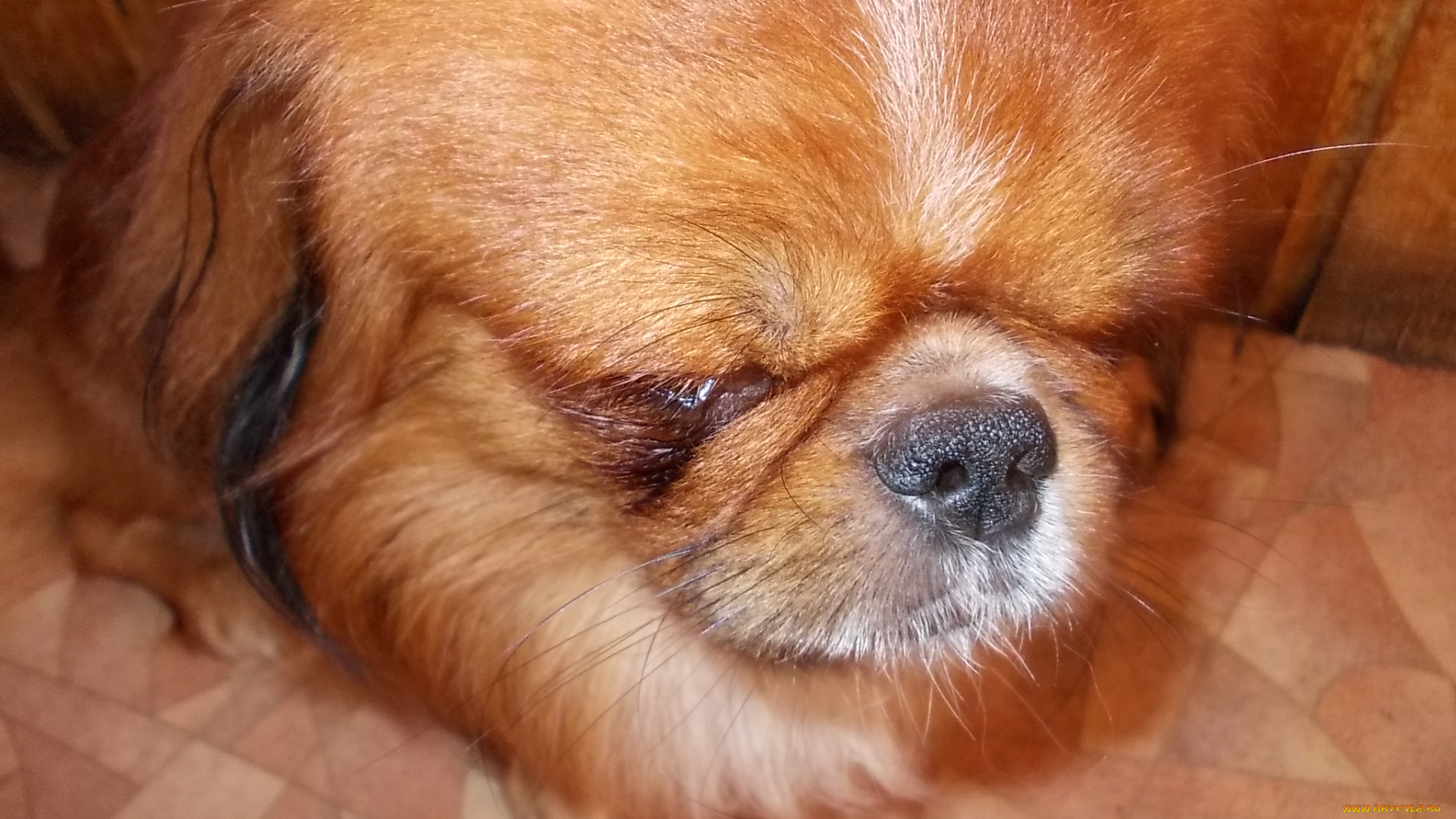 банди, животные, собаки