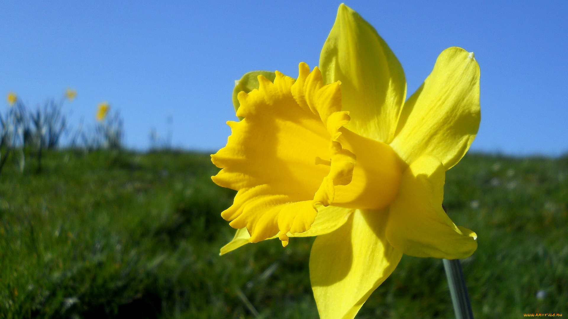 цветы, нарциссы