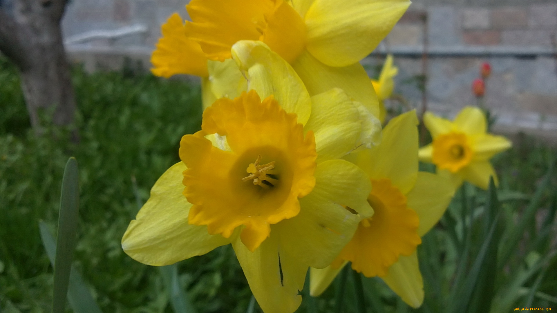 цветы, нарциссы