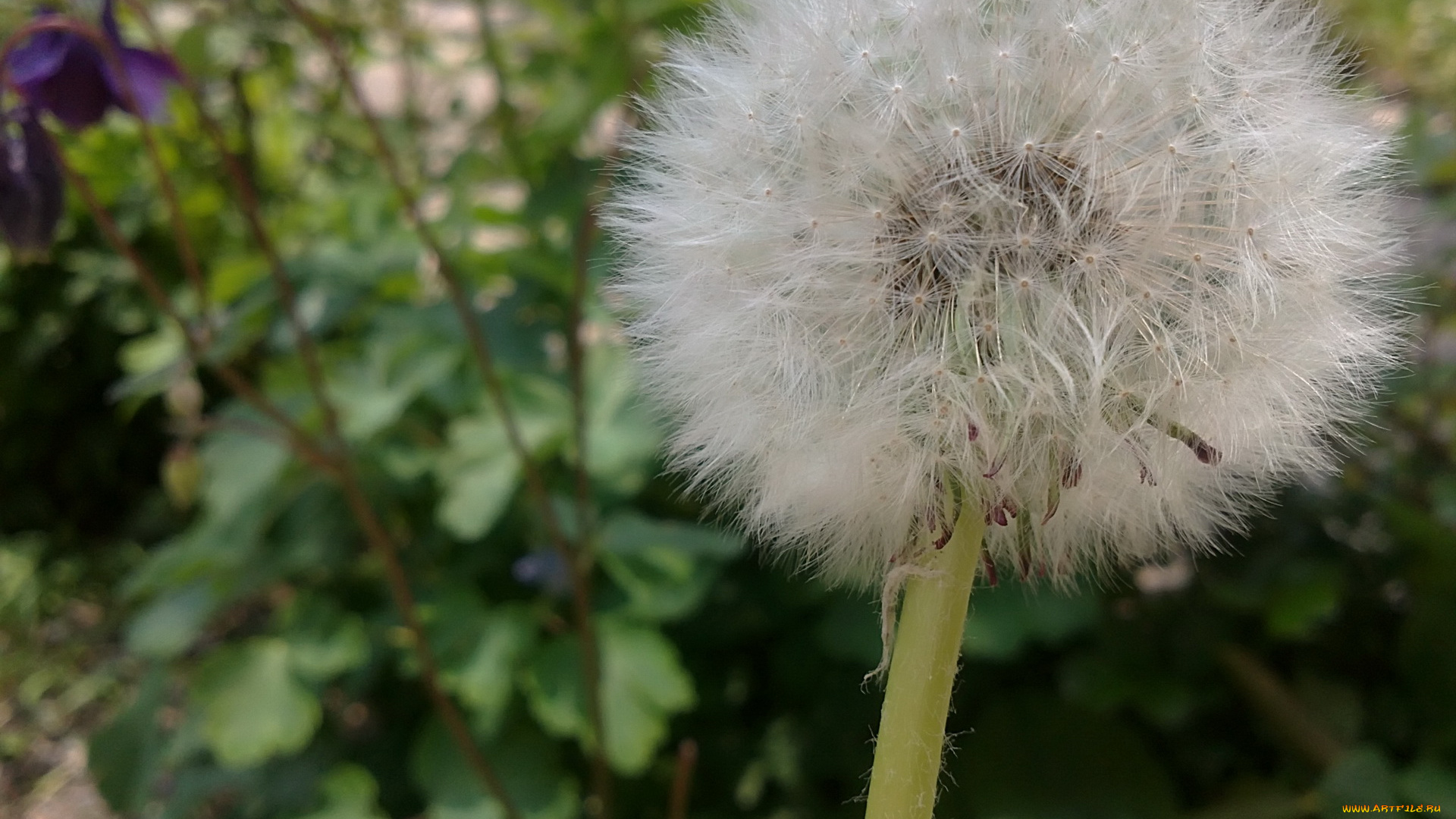 цветы, одуванчики, одуванчик
