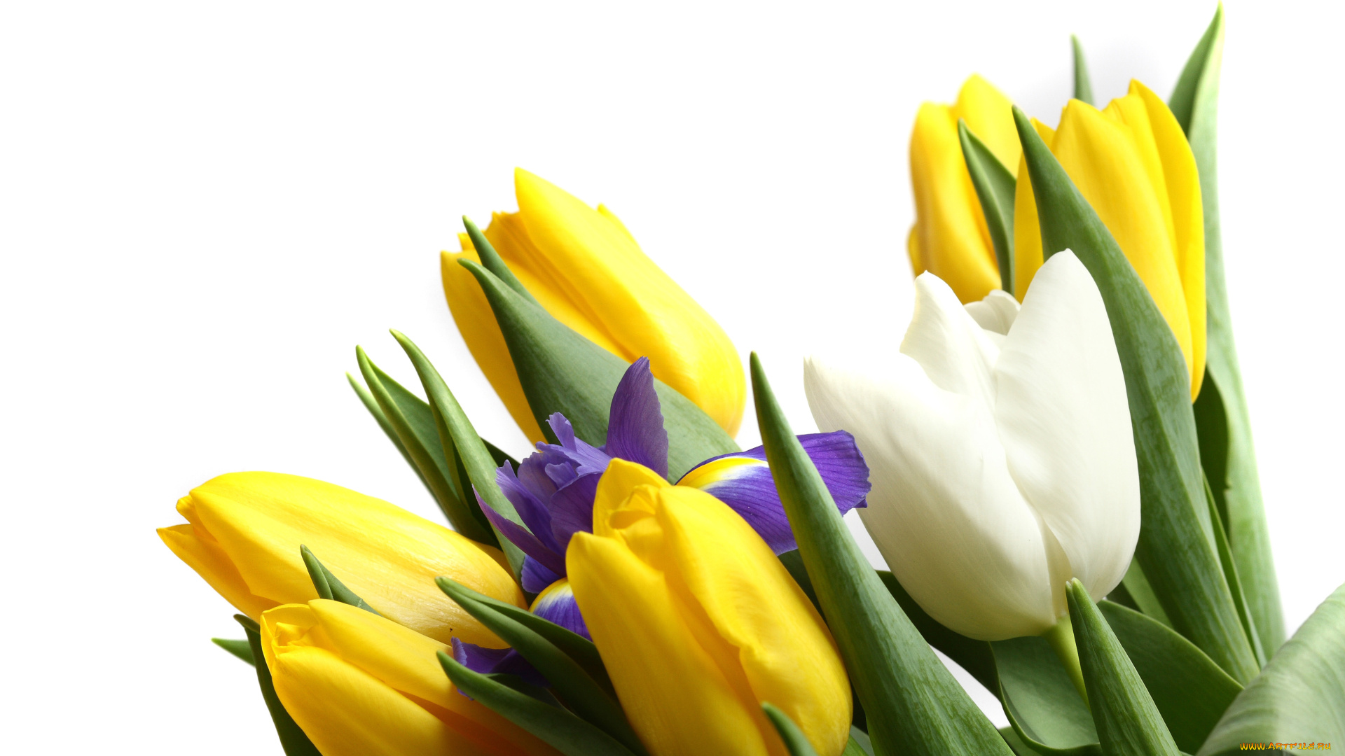 цветы, разные, вместе, бутоны, ирис, тюльпаны