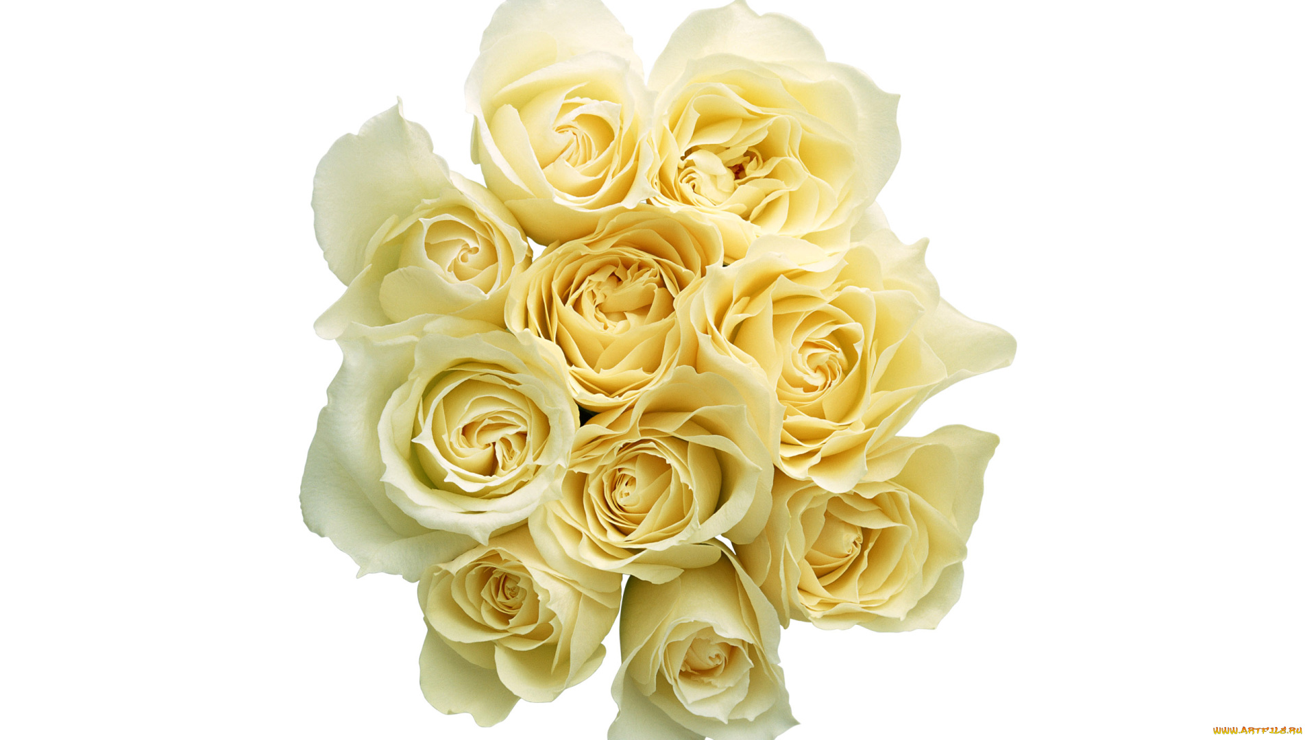 цветы, розы