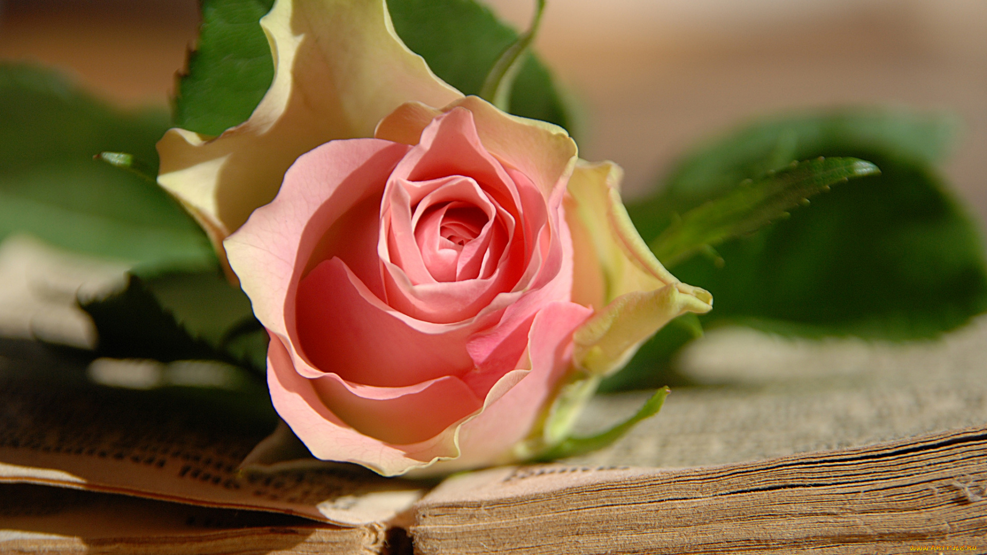 цветы, розы, книга, бутон