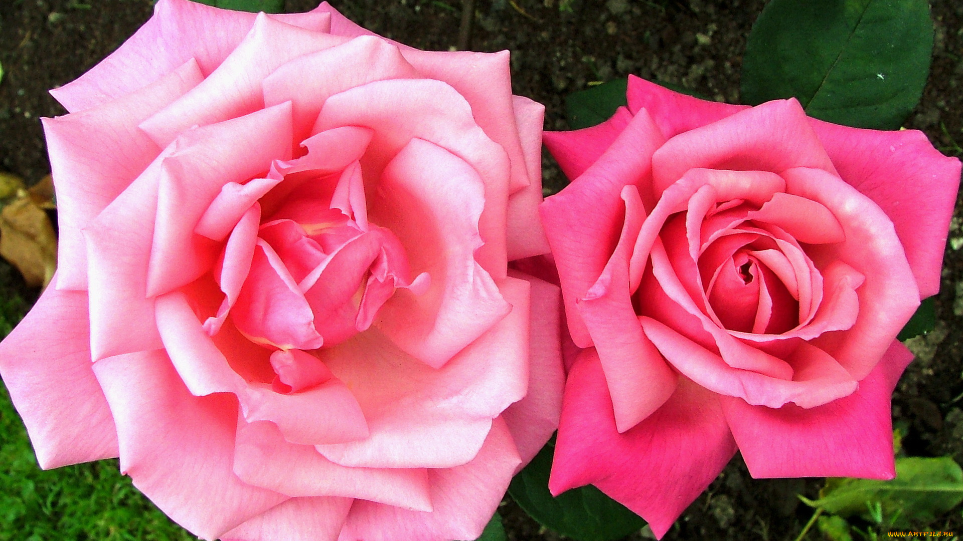 цветы, розы, розовые