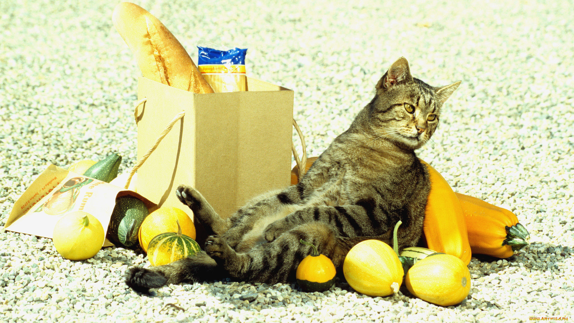 где, мяско, животные, коты, кот, пакет, овощи