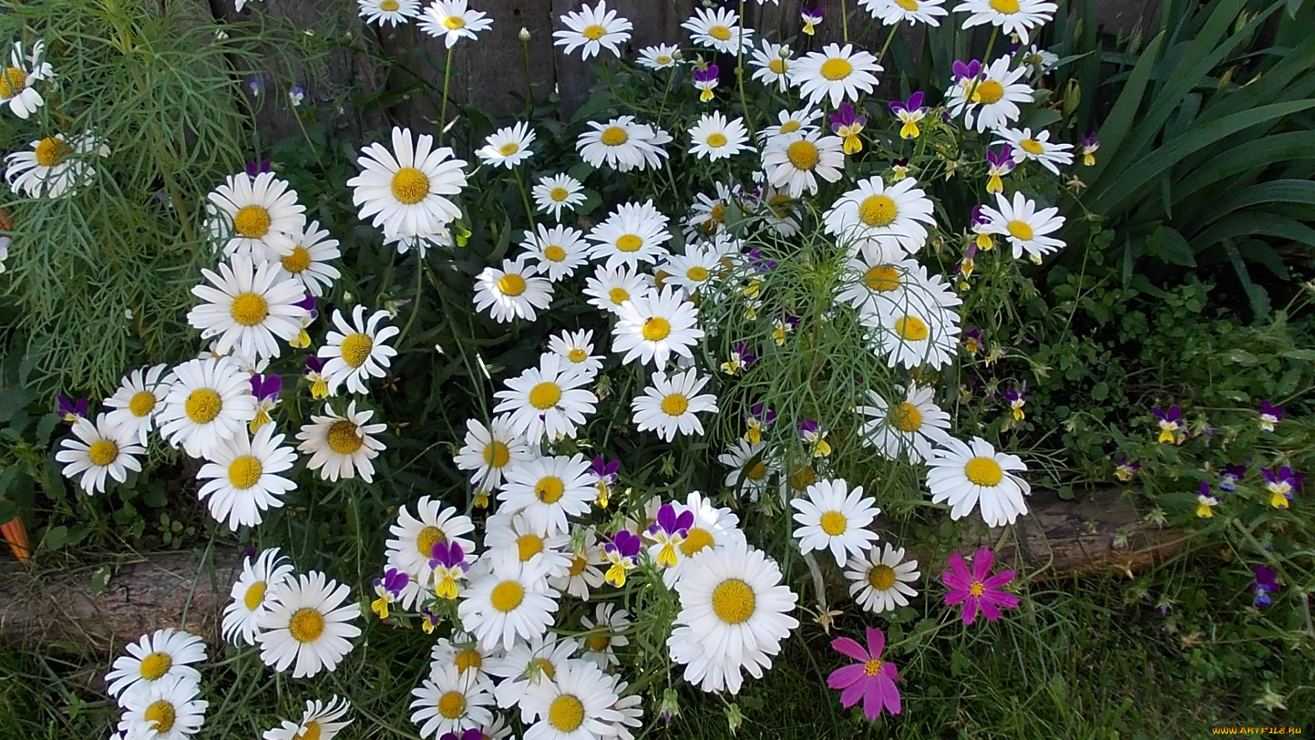 ромашки, цветы, чветы