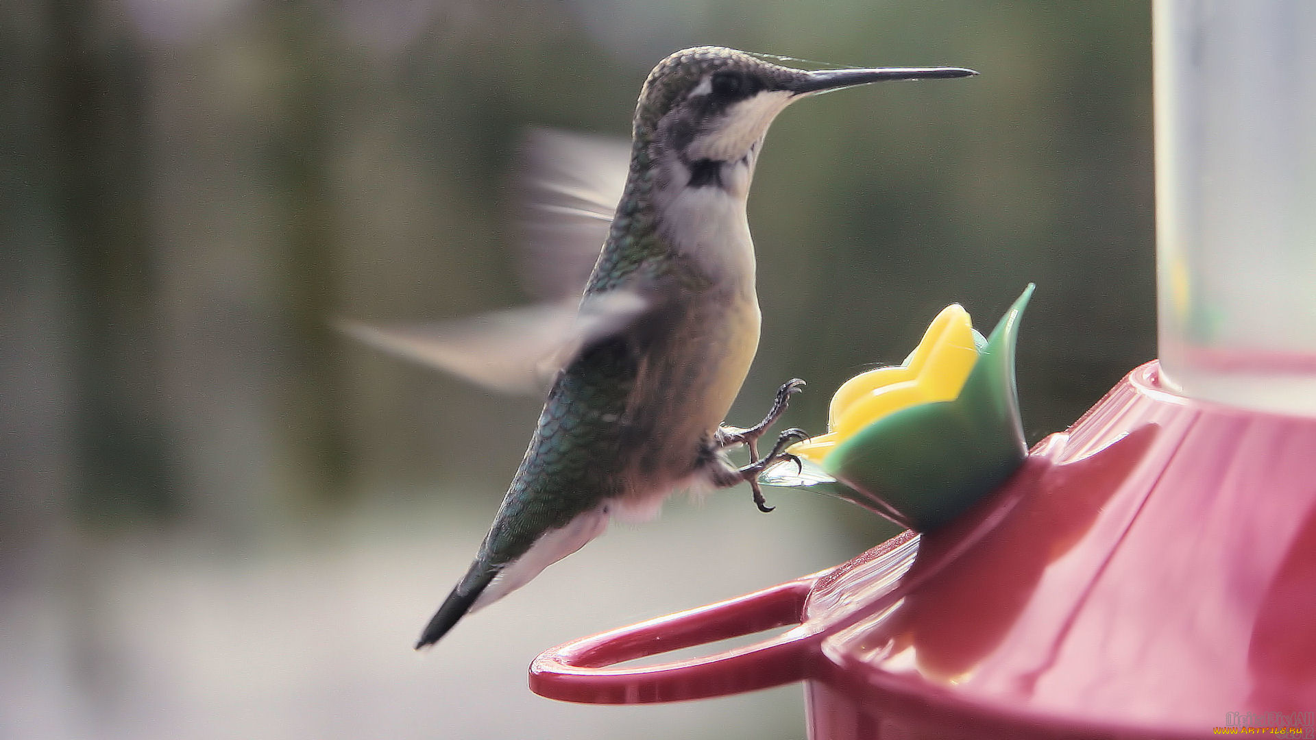 животные, колибри